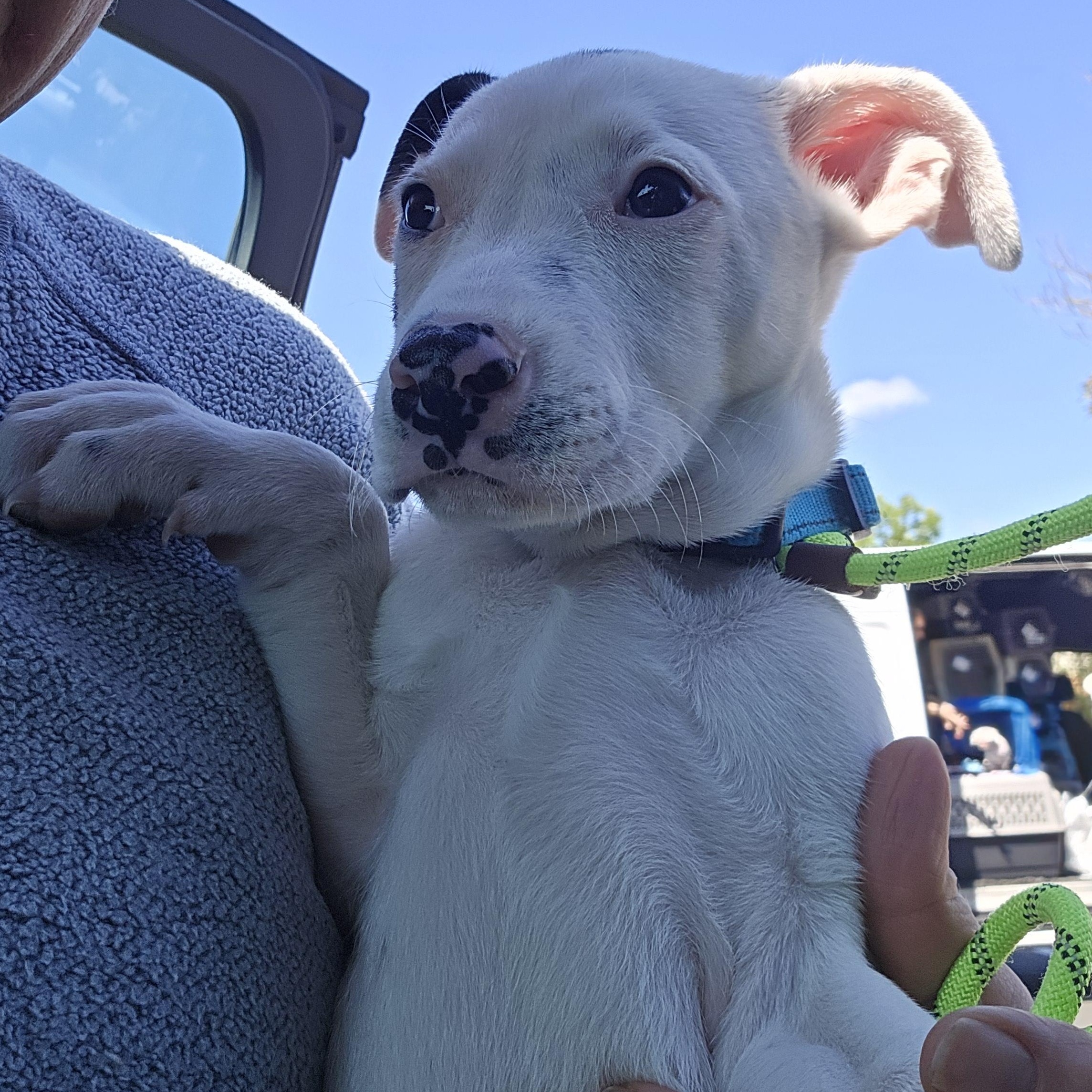 Betty, adopted, Puppy Female Pit Bull Terrier.