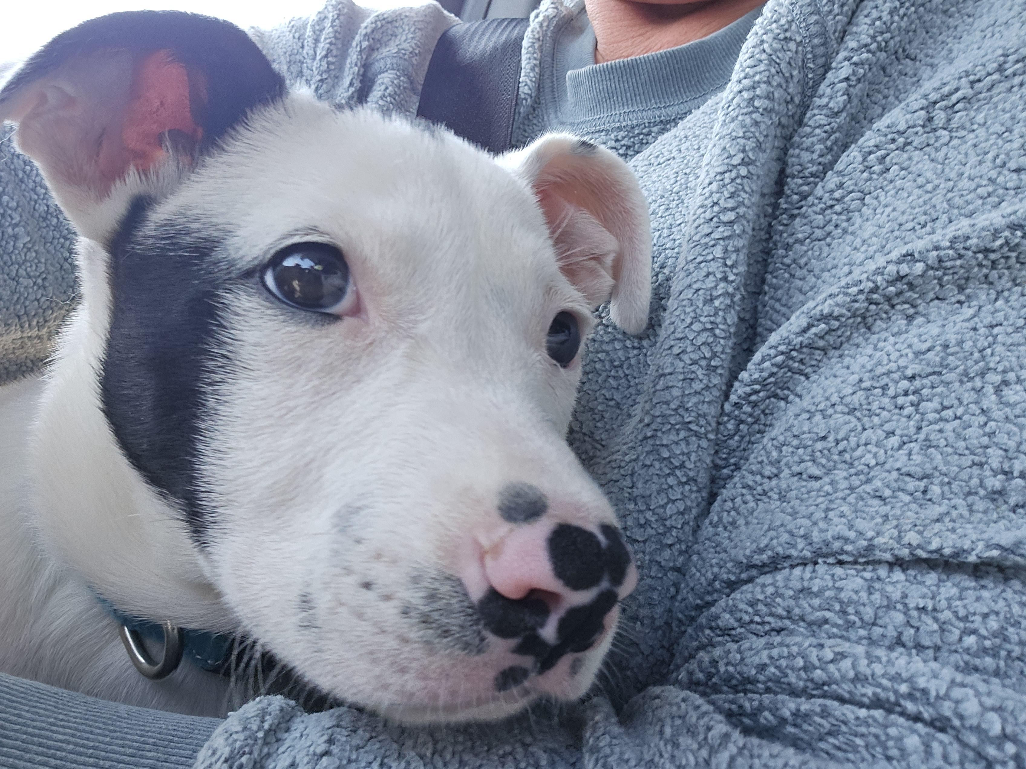 Betty, an adopted mixed breed in Oregon City, OR image 2/5