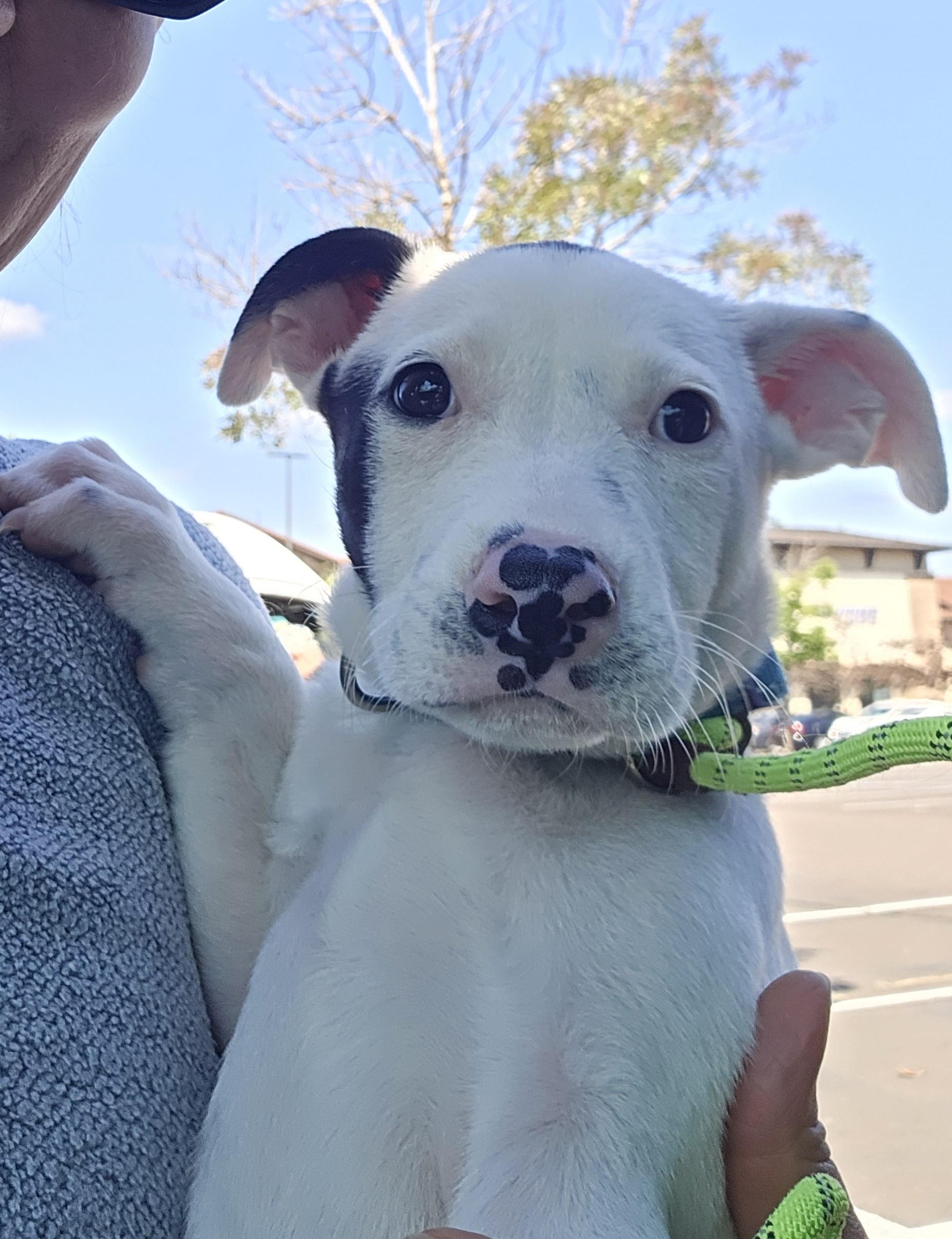 Betty, an adopted mixed breed in Oregon City, OR image 3/5