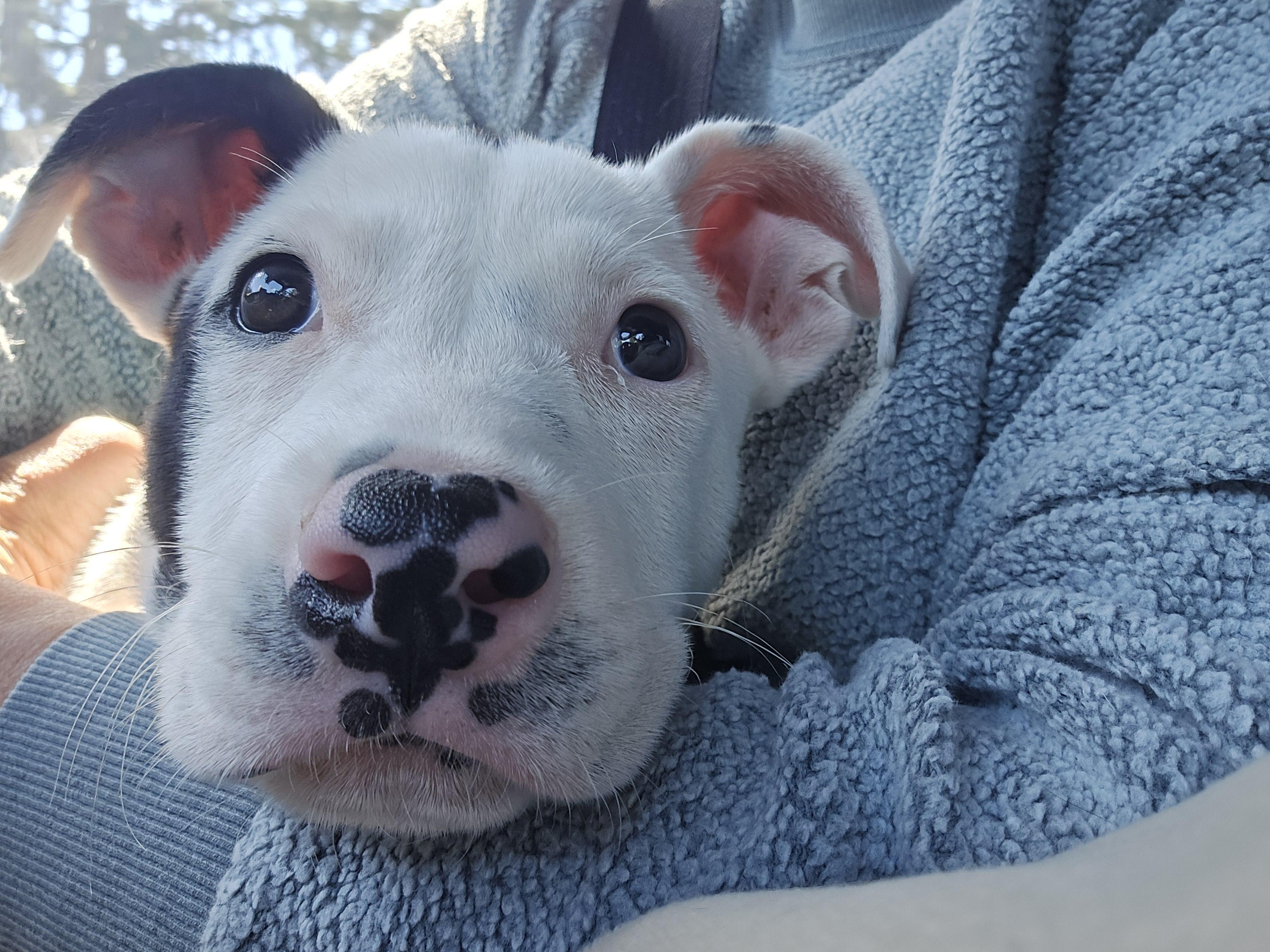 Betty, an adopted mixed breed in Oregon City, OR image 4/5