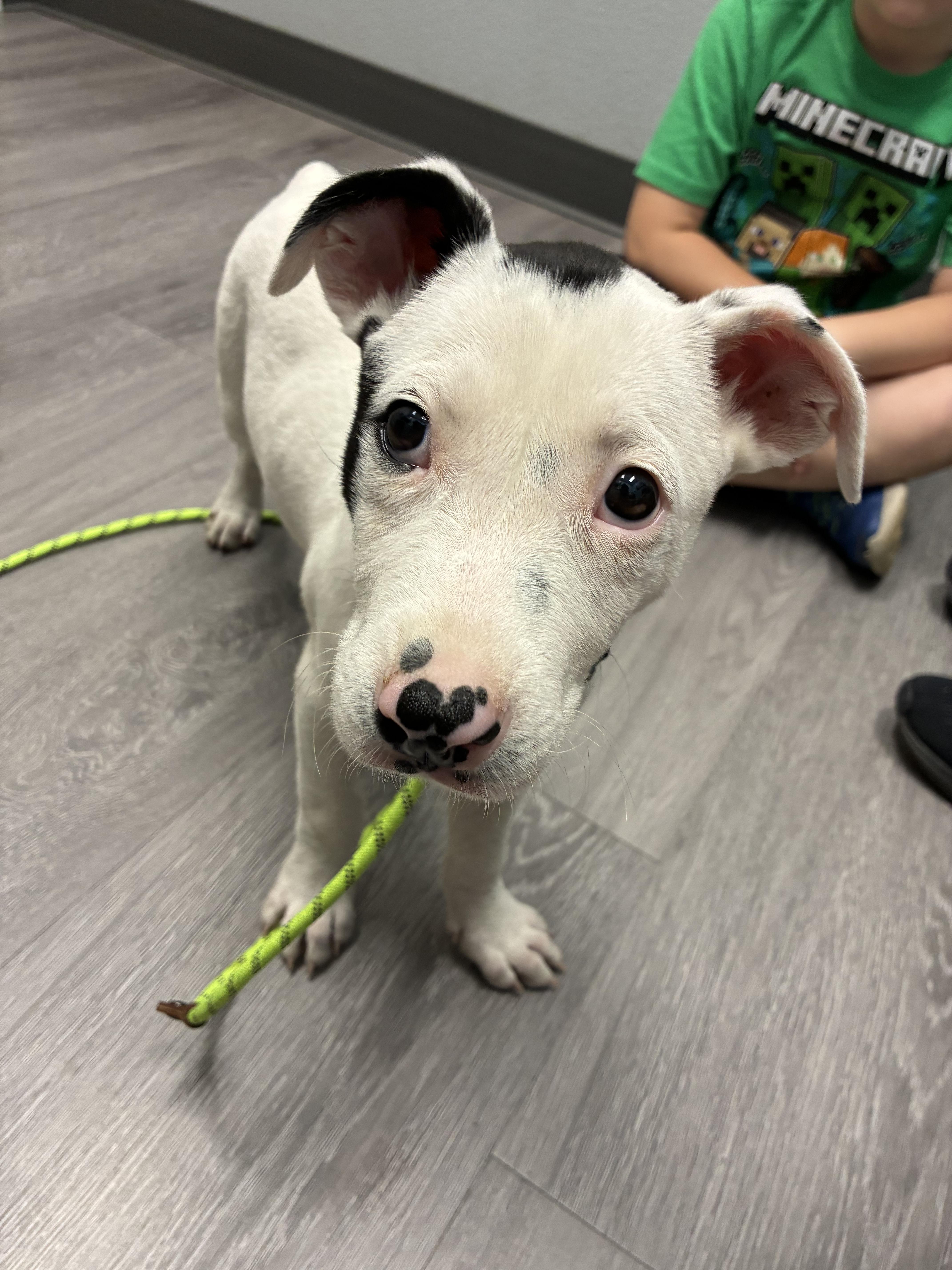 Betty, an adopted mixed breed in Oregon City, OR image 5/5