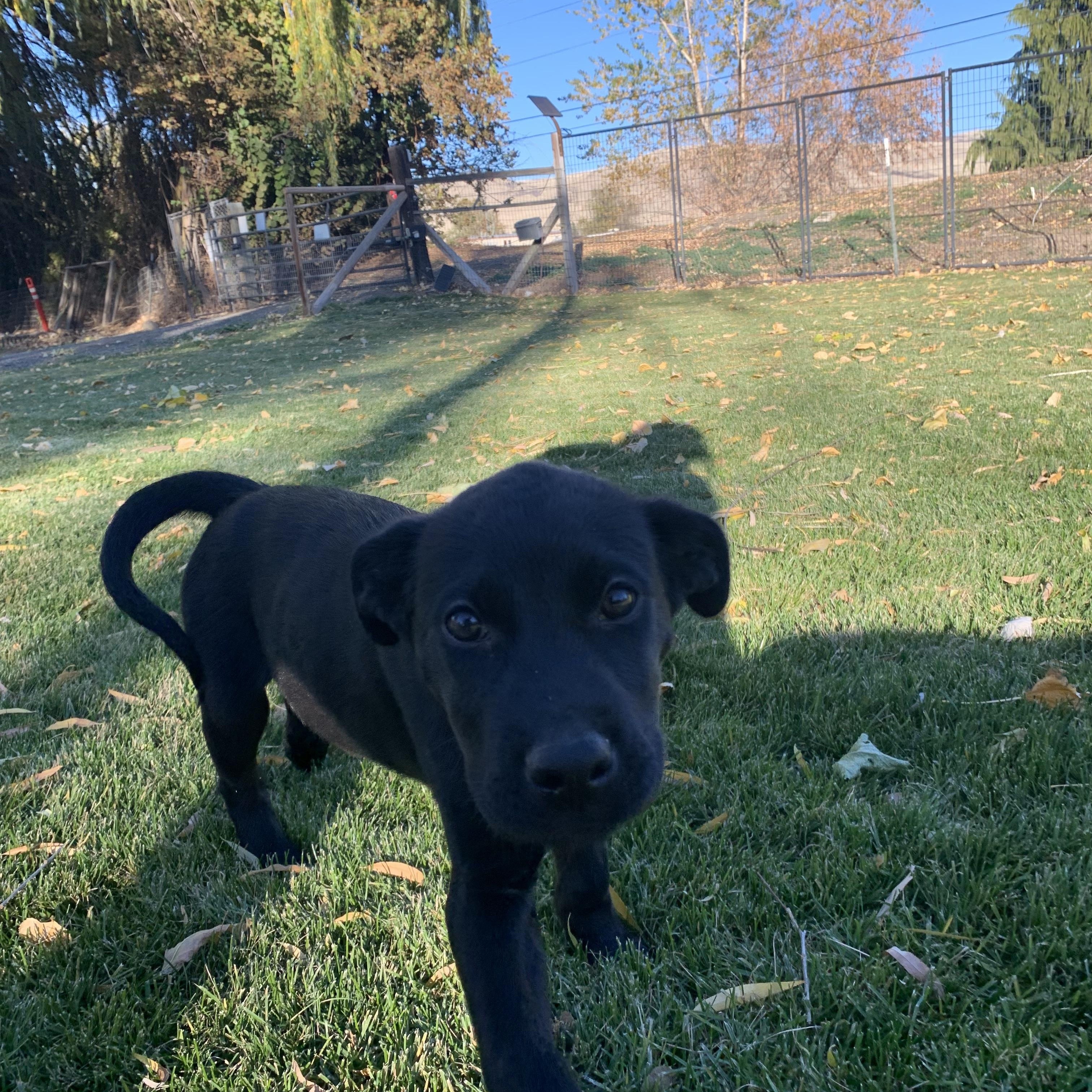 Enlarge Milo, a Adoptable mixed breed in Selah, WA image 3/3