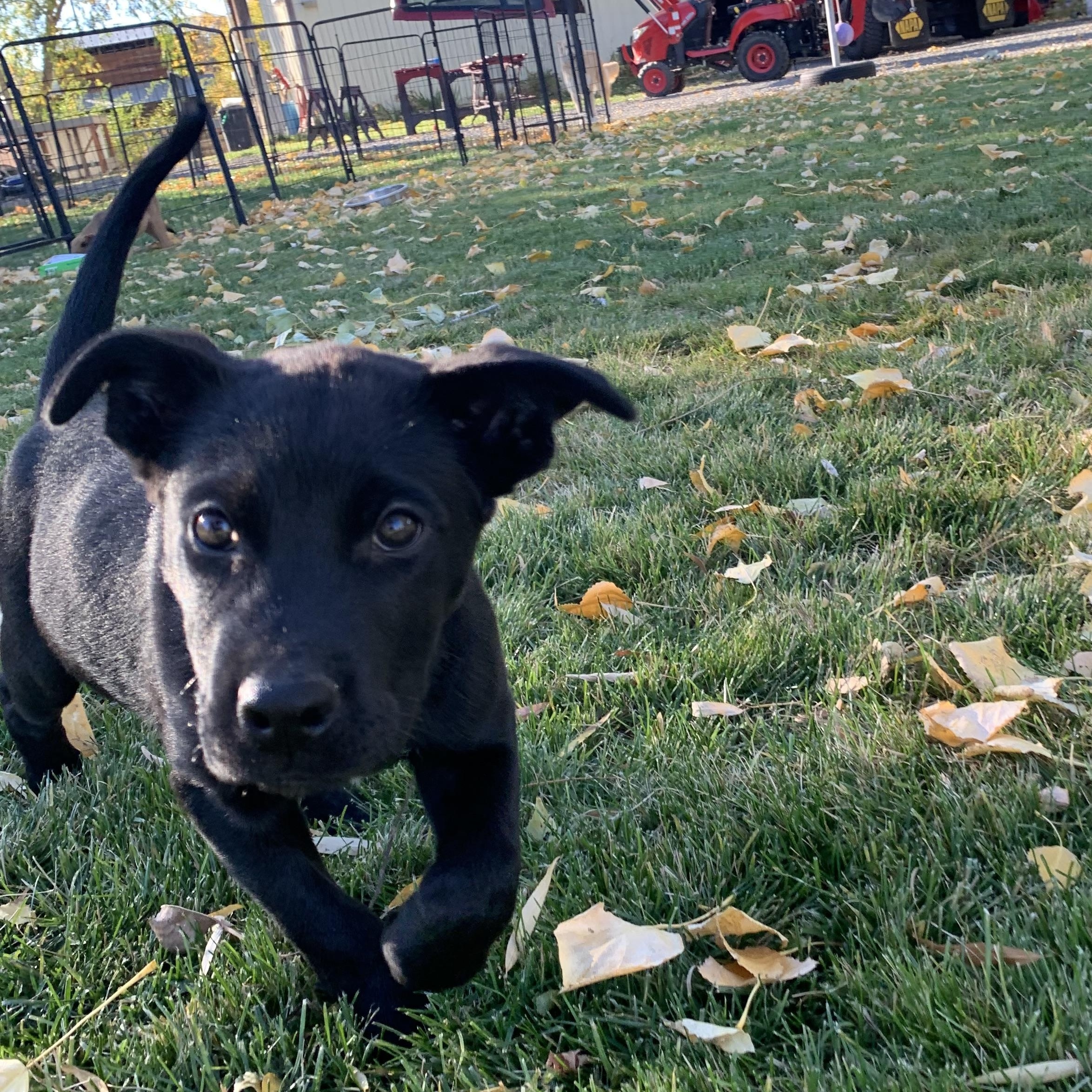 Enlarge Milo, a Adoptable mixed breed in Selah, WA image 2/3