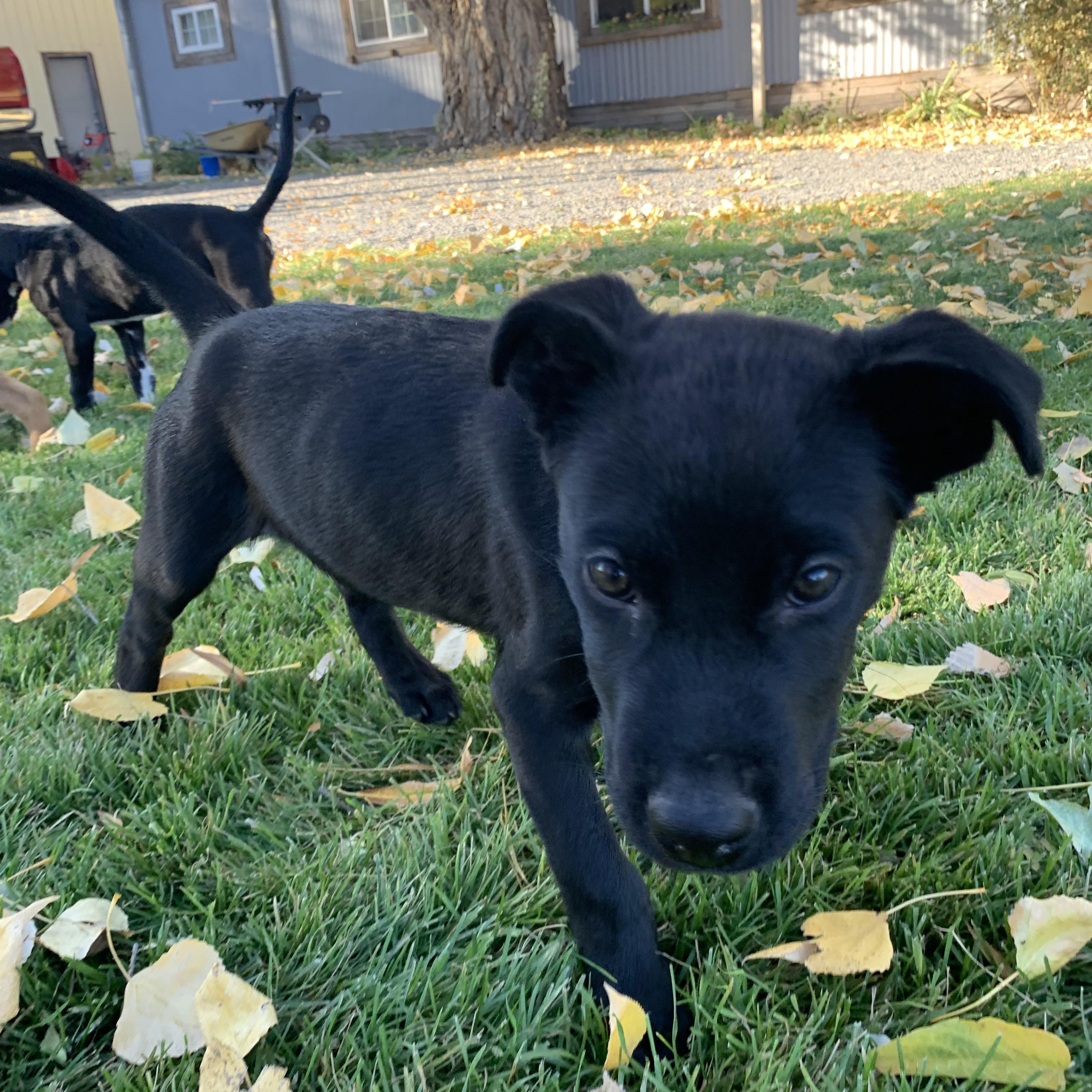 Milo, Adoptable, Young Male Black Labrador Retriever.