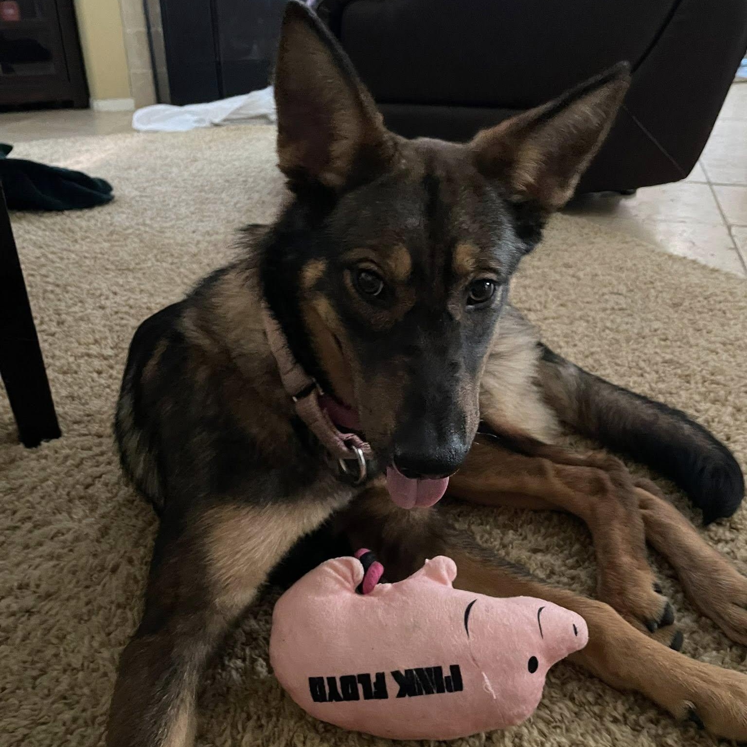 Indiana, a Adoptable German Shepherd Dog in La Honda, CA image 2/4