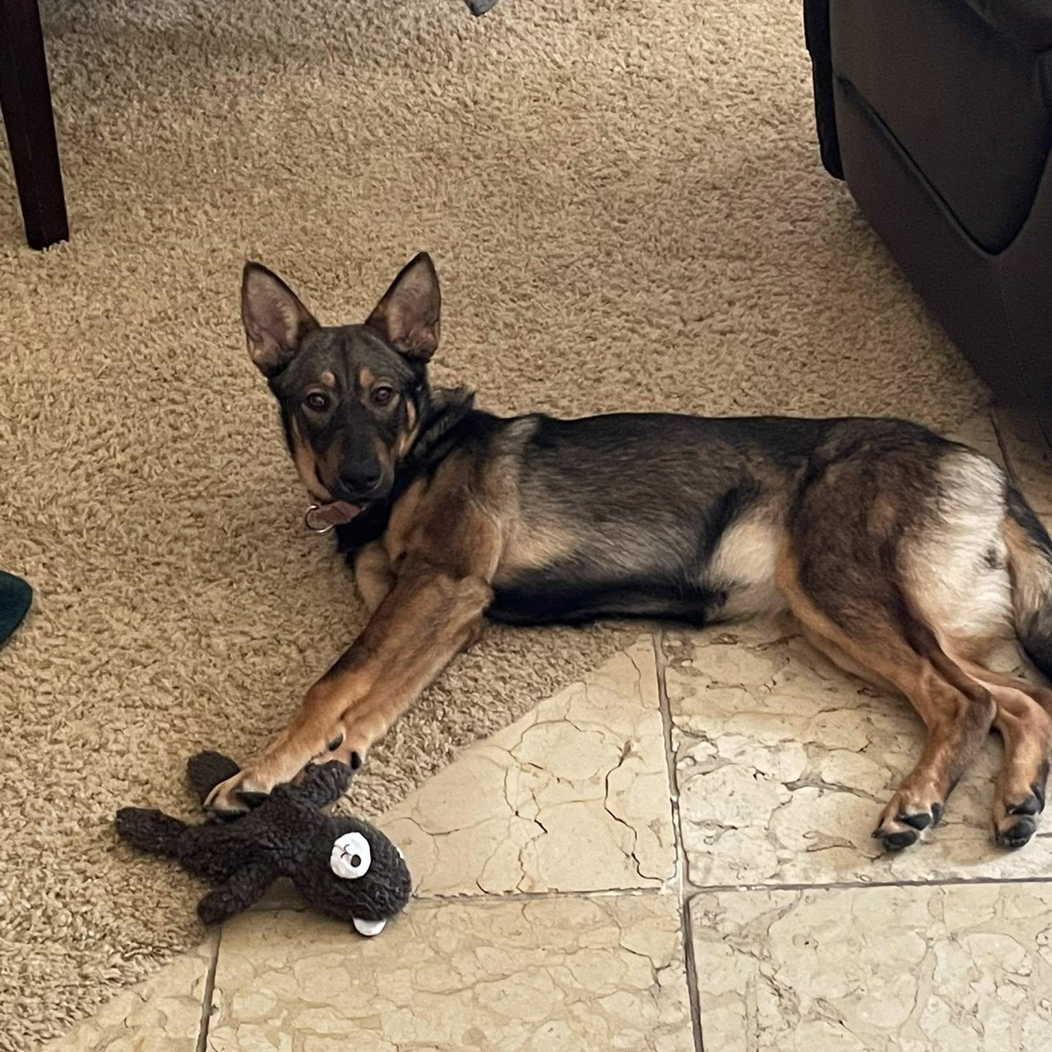 Indiana, a Adoptable German Shepherd Dog in La Honda, CA image 3/4