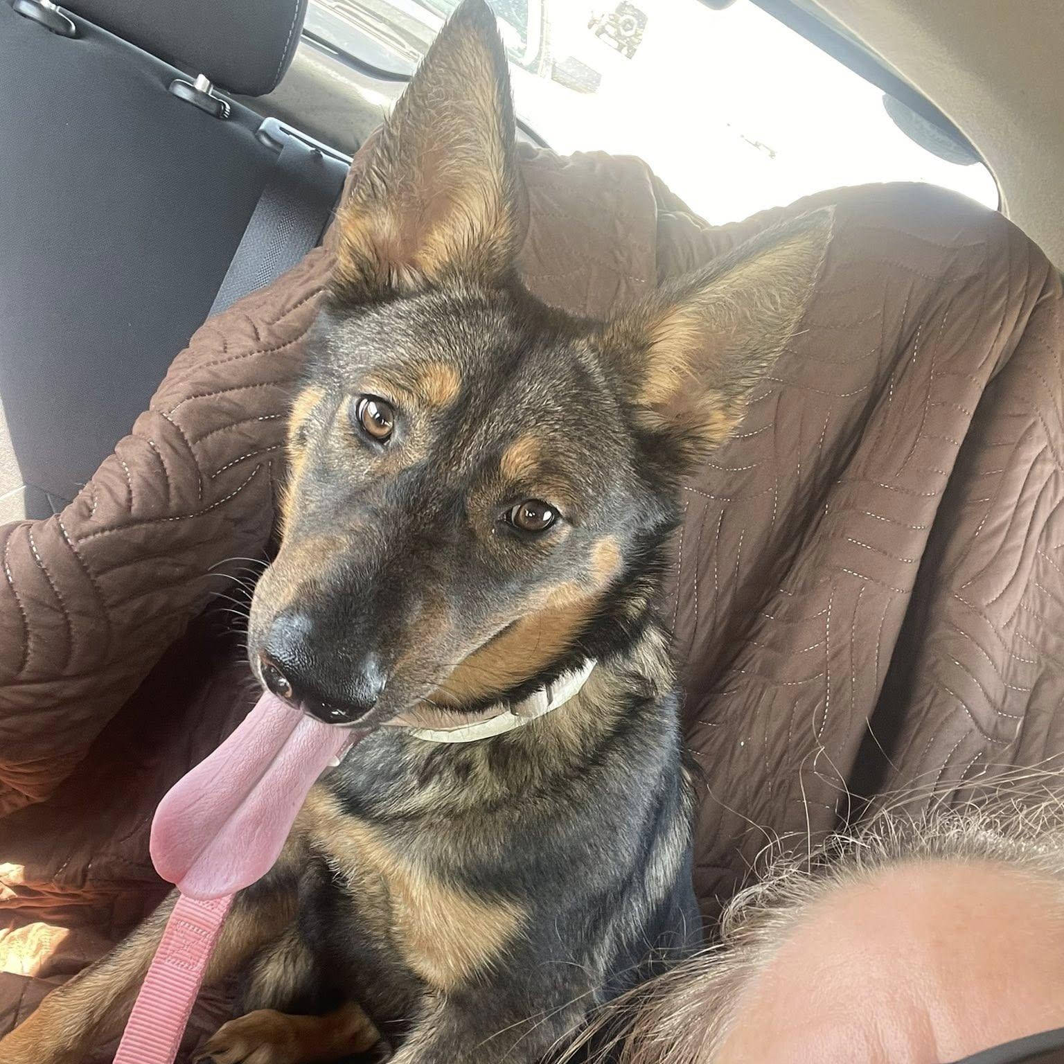 Indiana, a Adoptable German Shepherd Dog in La Honda, CA image 4/4