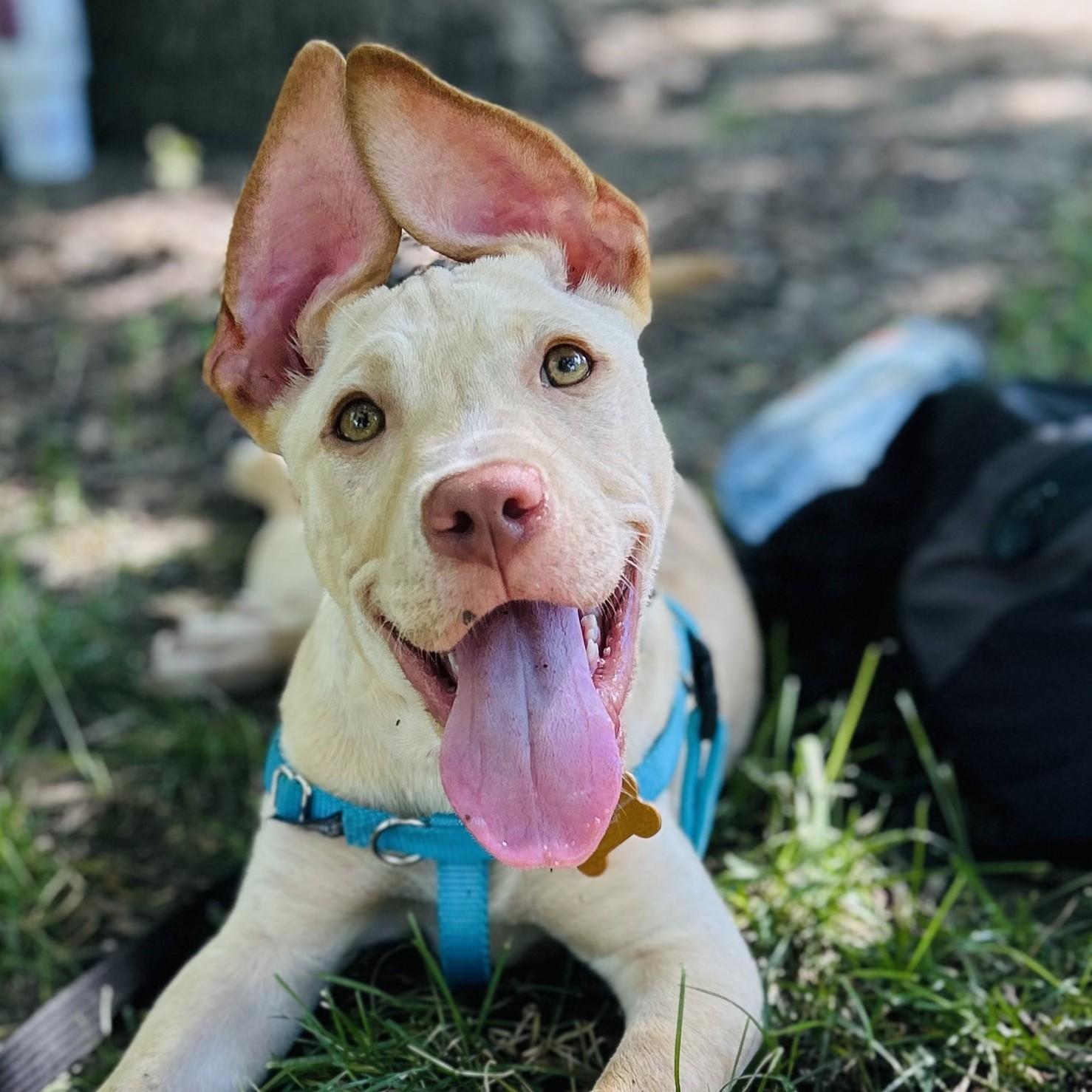 Squirt, Baby Male Labrador Retriever