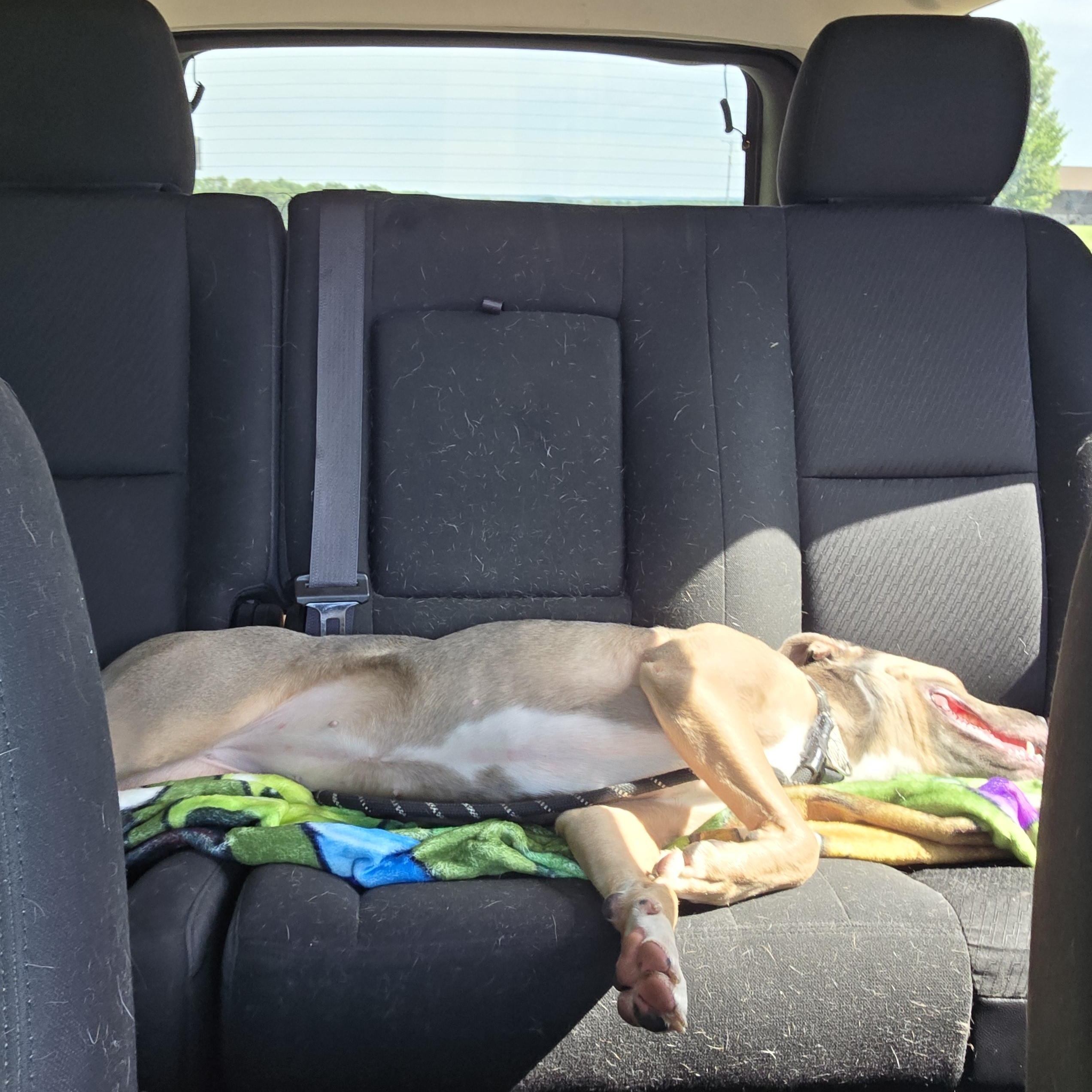 Paris, a Adoptable mixed breed in West Branch, MI image 1/2