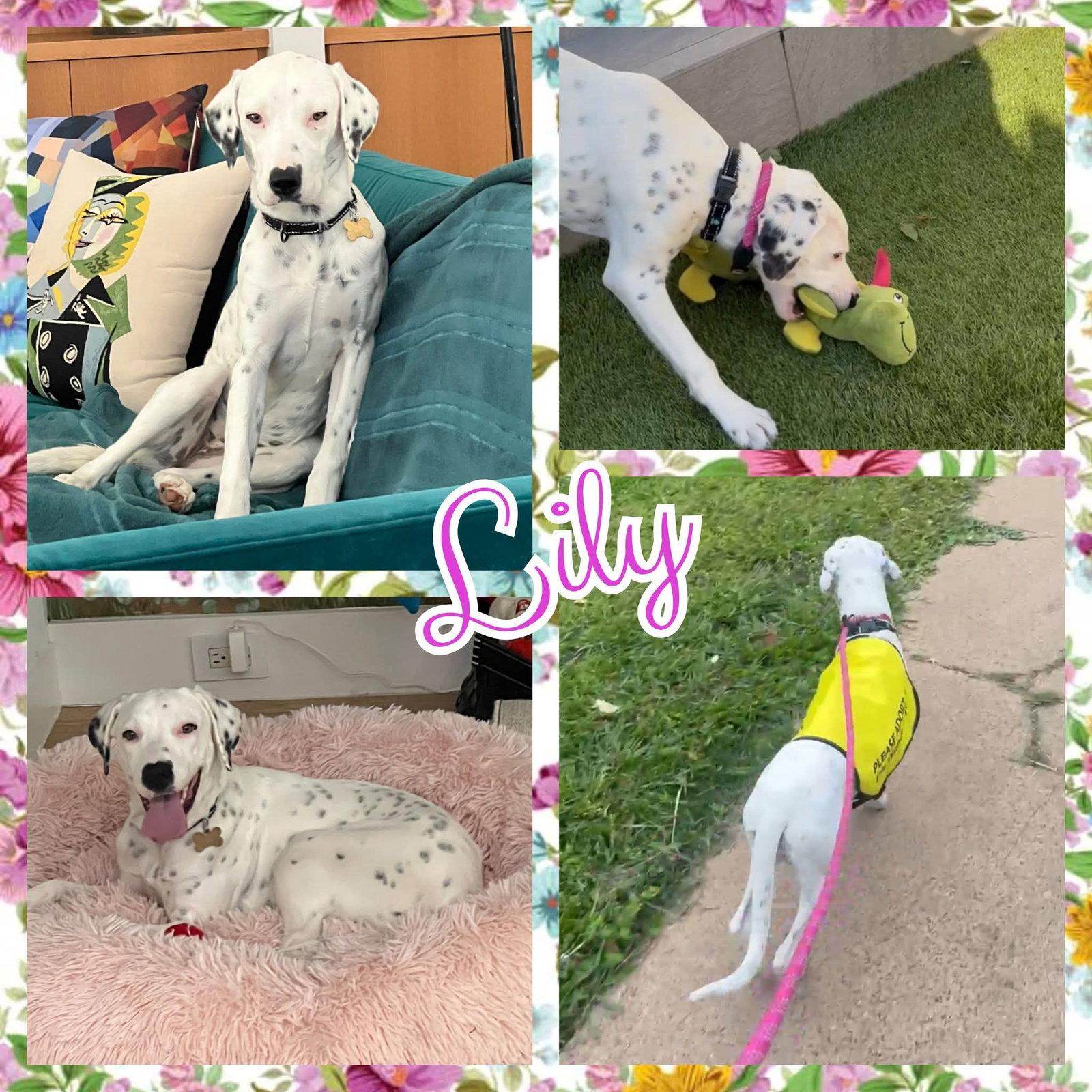 Enlarge Lily, a Adoptable Dalmatian in Colorado Springs, CO image 1/1