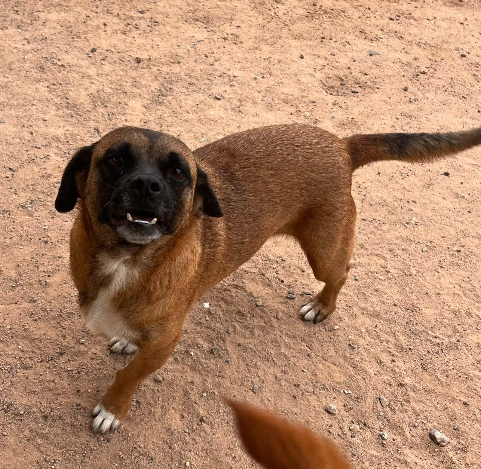 Enlarge Maximo, a ADOPTABLE mixed breed in Santa Rosa, CA image 5/5