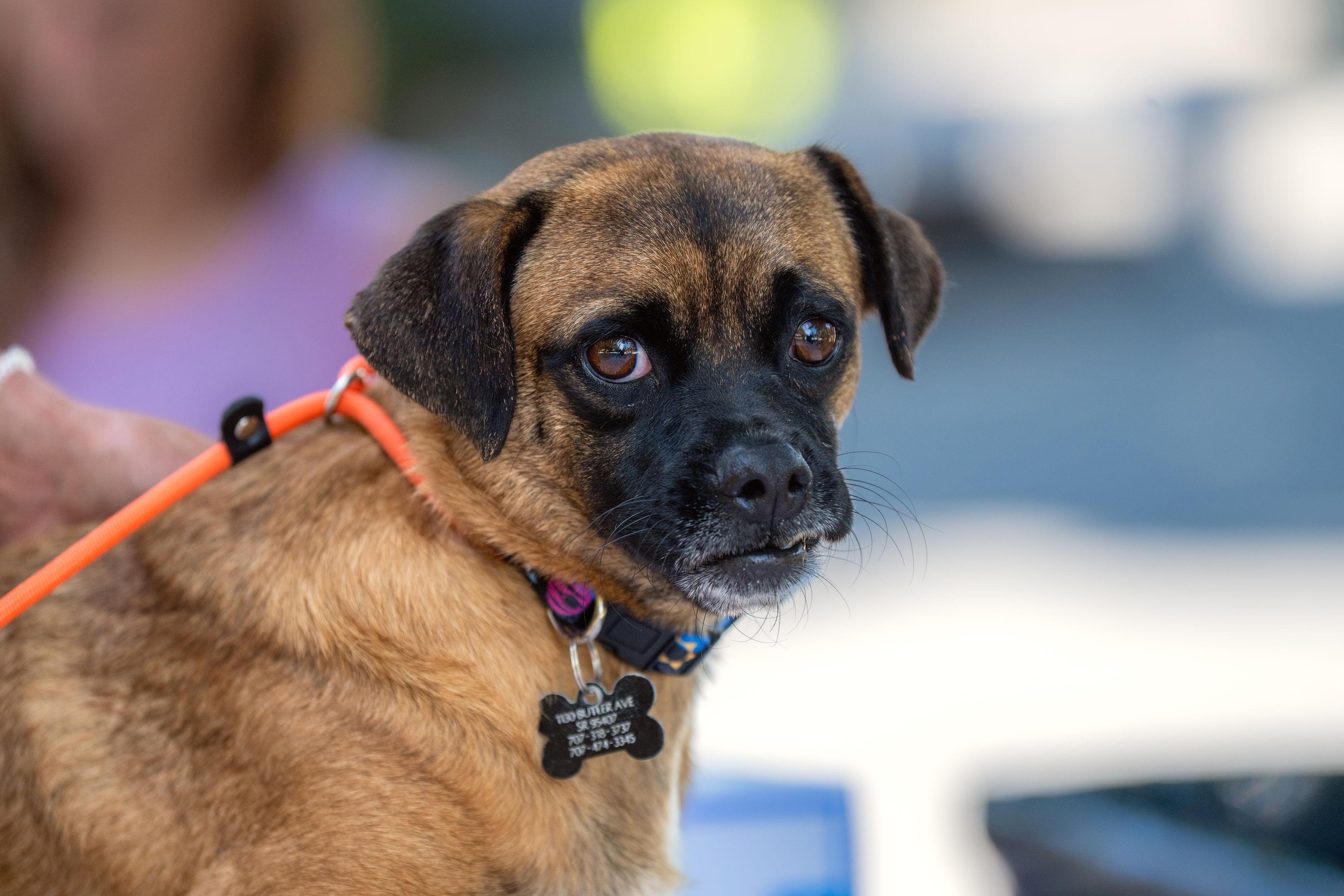 Enlarge Maximo, a ADOPTABLE mixed breed in Santa Rosa, CA image 3/5