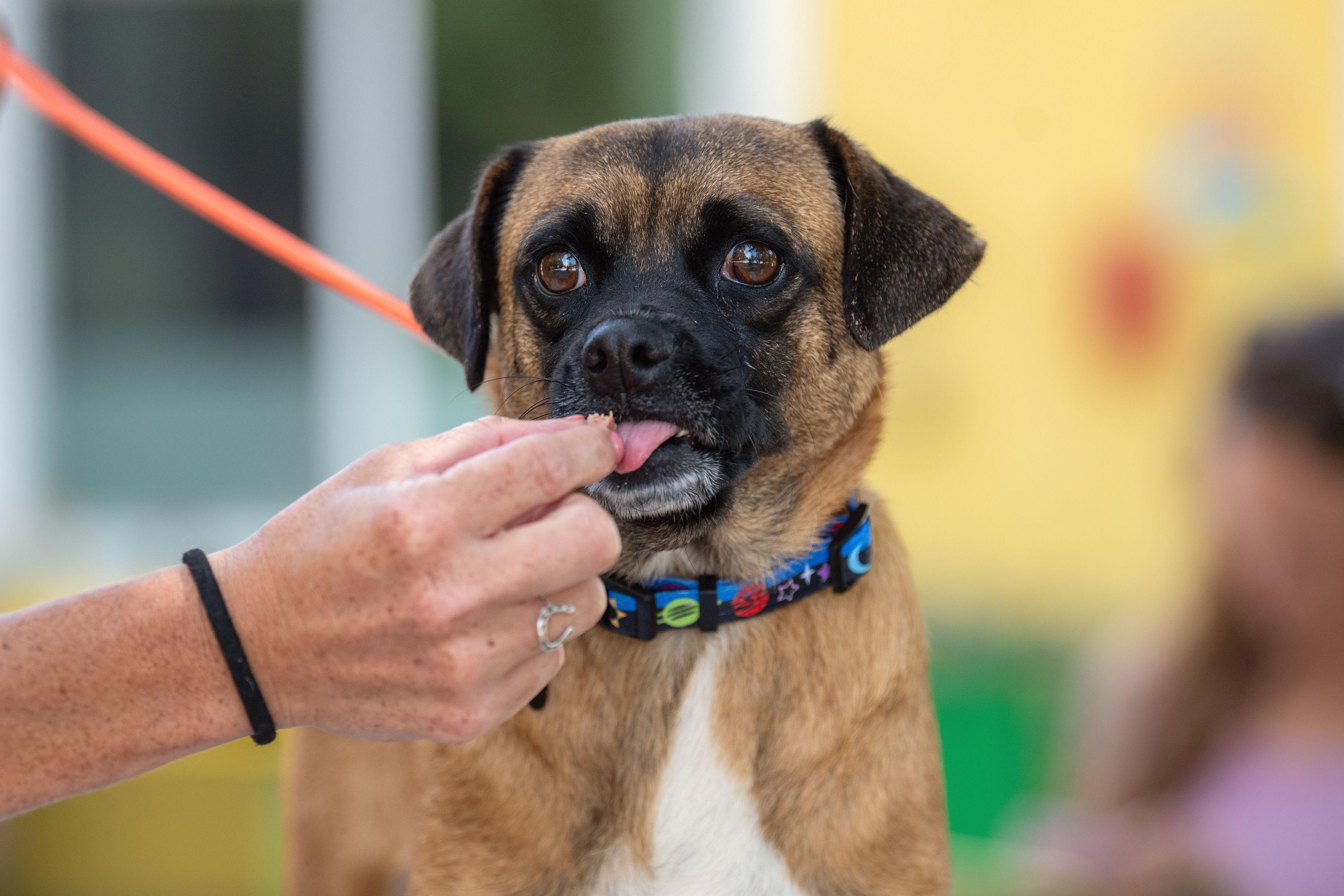 Enlarge Maximo, a ADOPTABLE mixed breed in Santa Rosa, CA image 4/5
