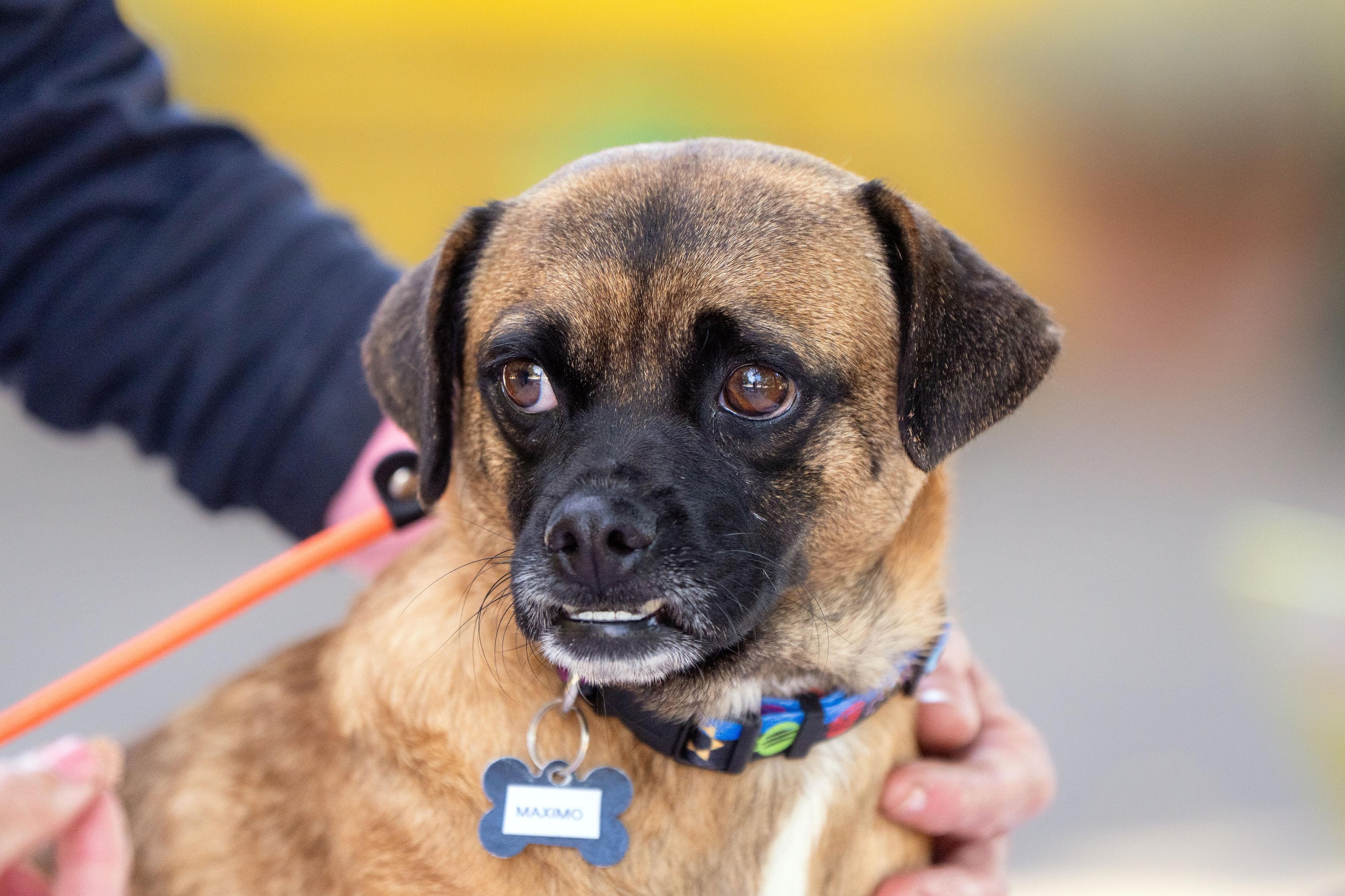Maximo, ADOPTABLE, Adult Male Pug & Terrier.