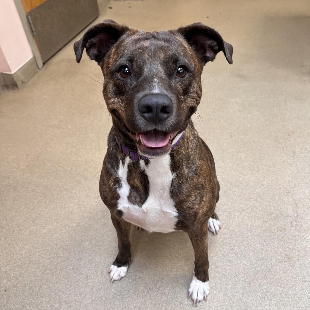 Tori, Adoptable, Adult Female American Bulldog & Mixed Breed.