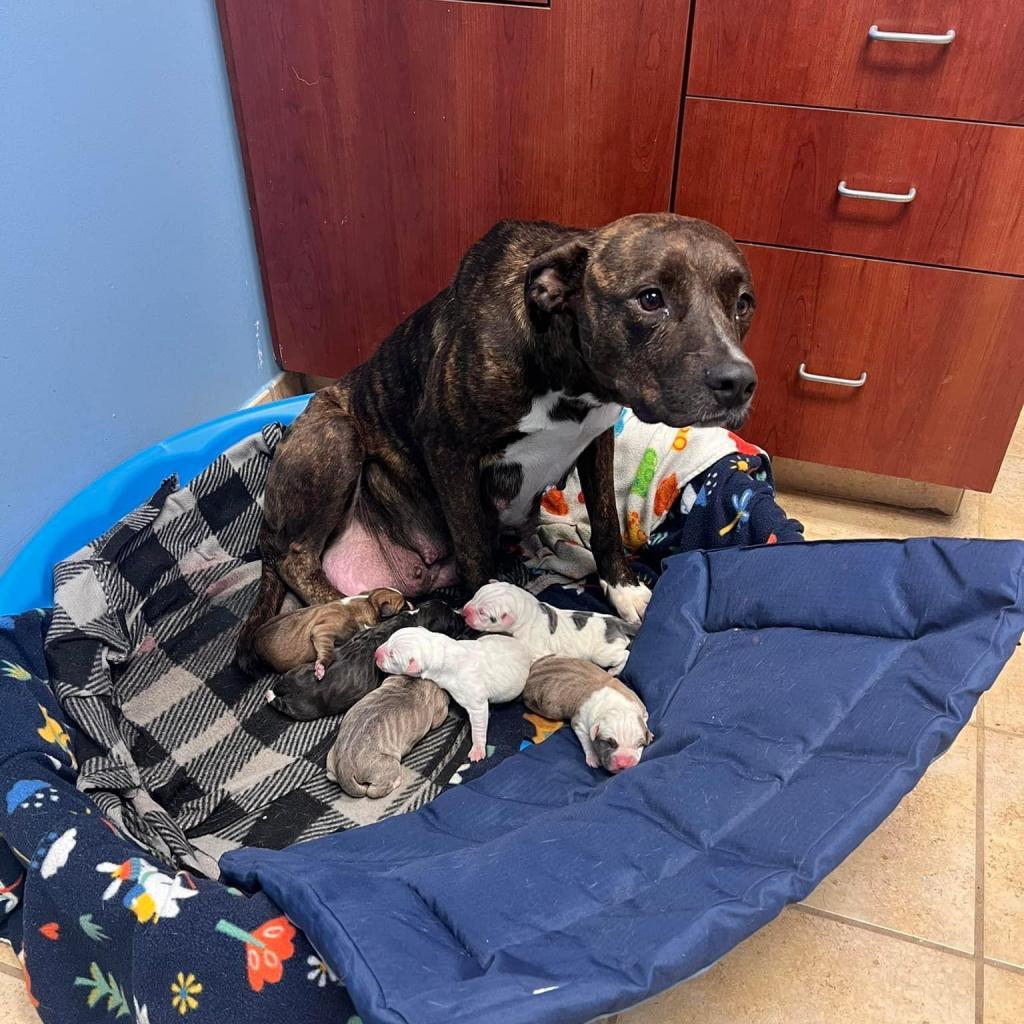 Enlarge Tori, a Adoptable mixed breed in Columbus, GA image 2/4