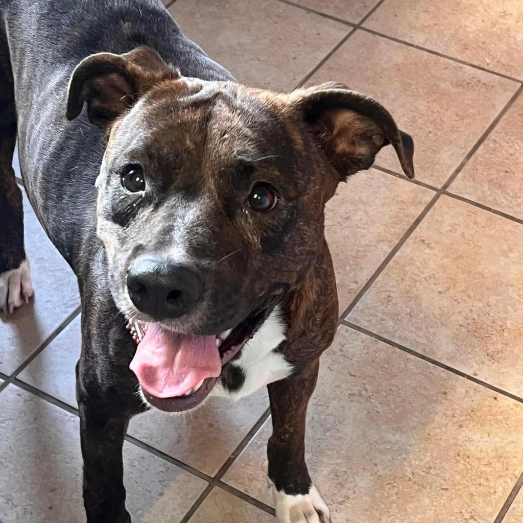 Enlarge Tori, a Adoptable mixed breed in Columbus, GA image 3/4