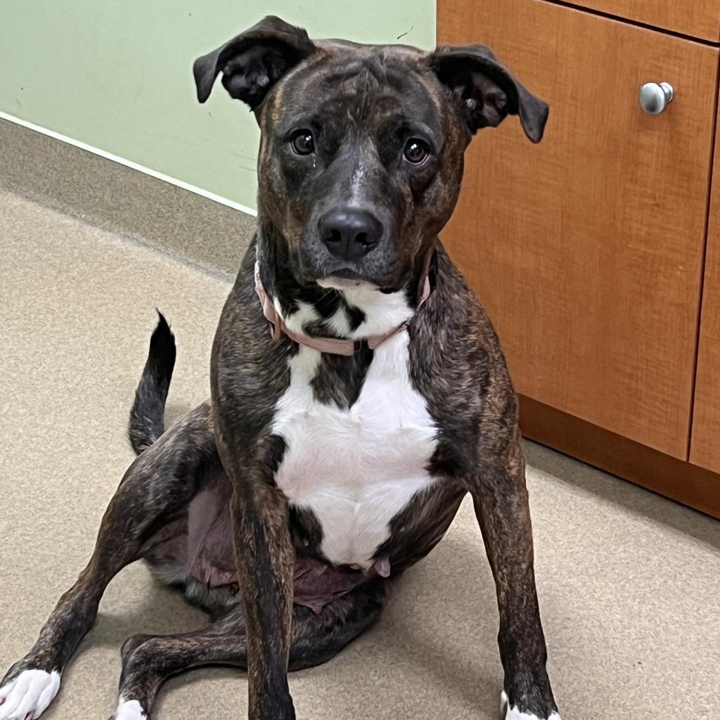 Enlarge Tori, a Adoptable mixed breed in Columbus, GA image 4/4