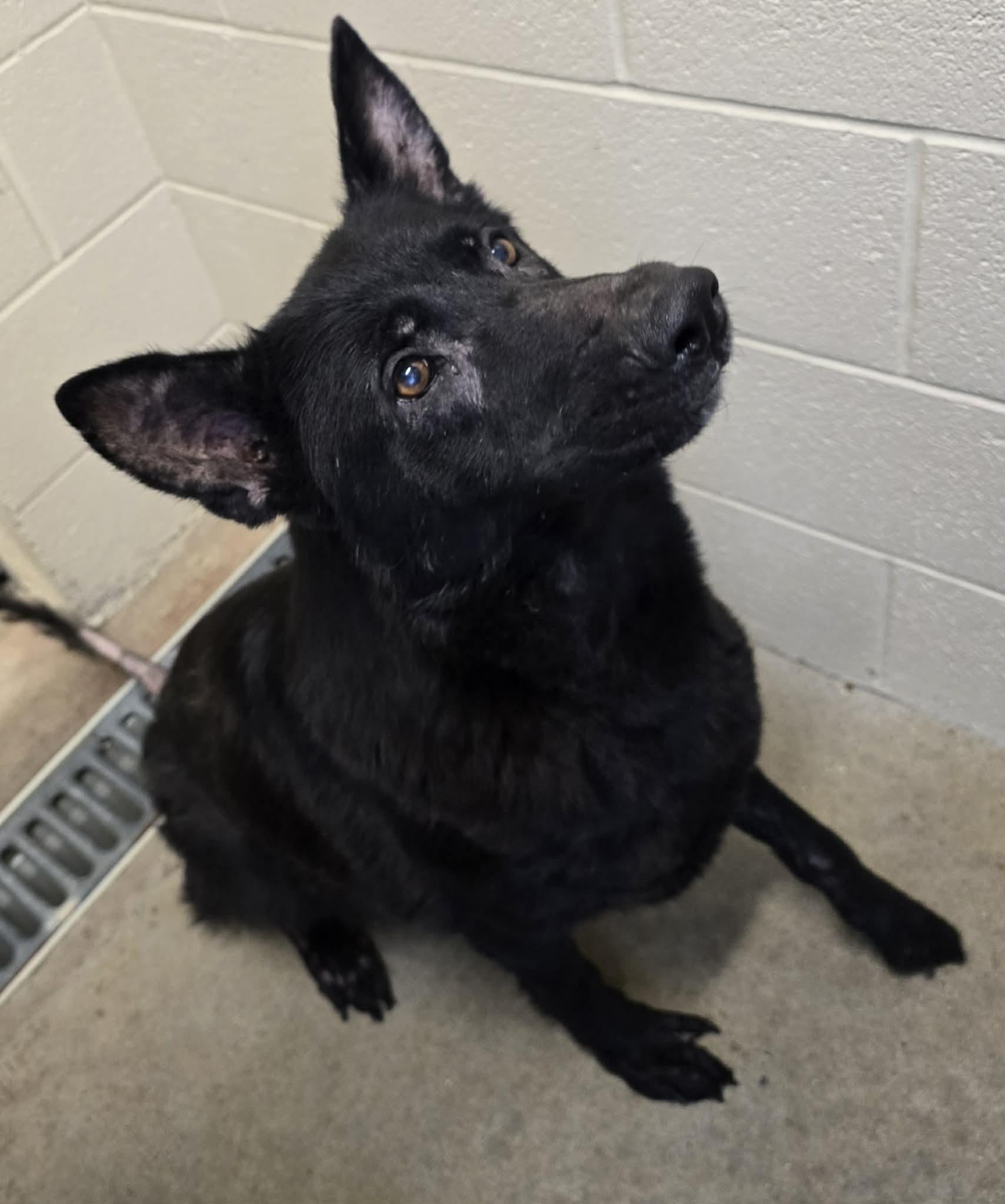 Enlarge Minx, a ADOPTABLE German Shepherd Dog in Mount Juliet, TN image 1/1