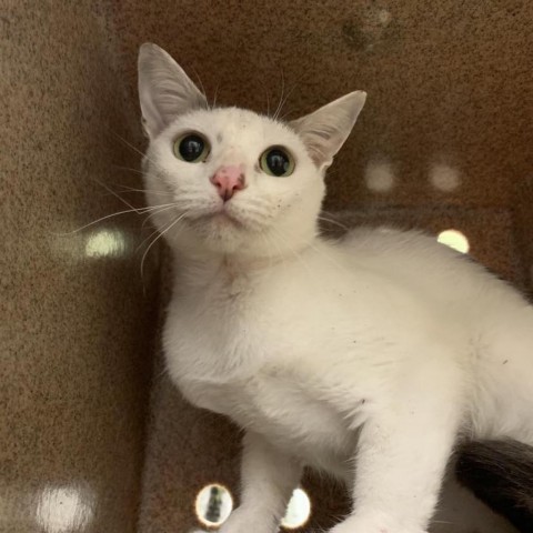 Freesia, a Adoptable Domestic Short Hair in Lyndhurst, VA image 1/3