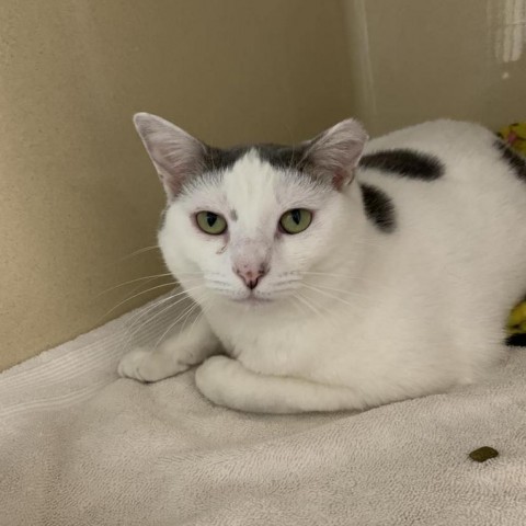 Freesia, a Adoptable Domestic Short Hair in Lyndhurst, VA image 2/3