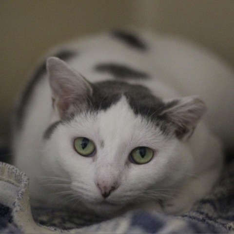 Freesia, a Adoptable Domestic Short Hair in Lyndhurst, VA image 3/3