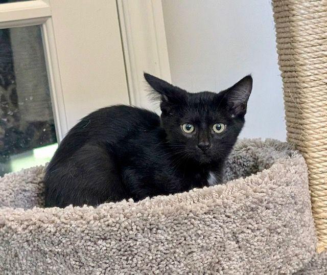 Enlarge Peet, a Adopted Domestic Short Hair in Lake Orion, MI image 2/4