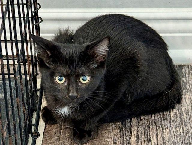 Enlarge Peet, a Adopted Domestic Short Hair in Lake Orion, MI image 3/4