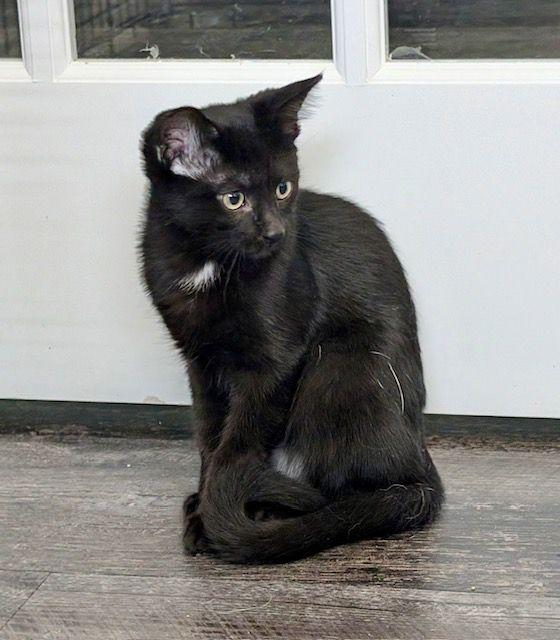 Peet, Adopted, Kitten Male Domestic Short Hair.