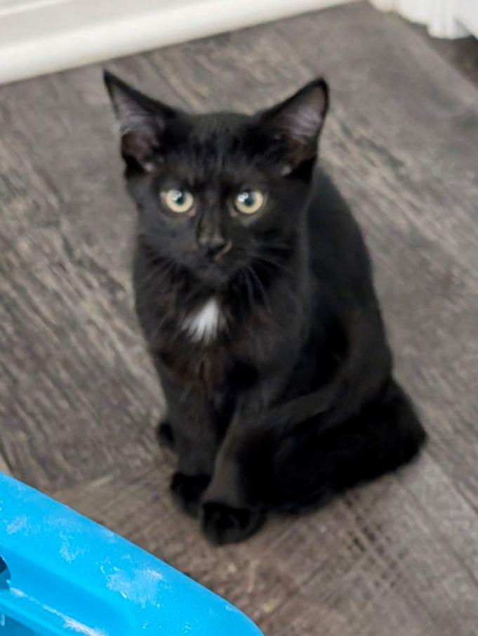 Enlarge Peet, a Adopted Domestic Short Hair in Lake Orion, MI image 4/4