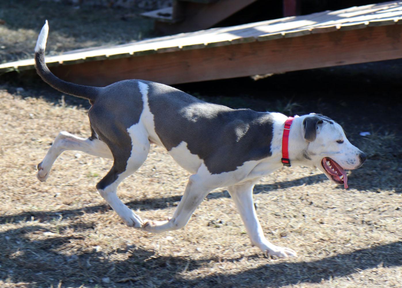 Enlarge Peter (AO35269), a Adoptable mixed breed in Kansas City, KS image 4/6