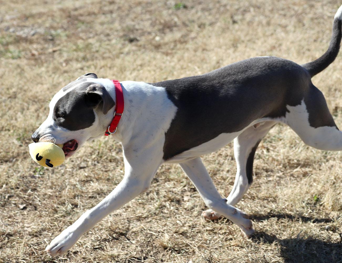 Enlarge Peter (AO35269), a Adoptable mixed breed in Kansas City, KS image 2/6