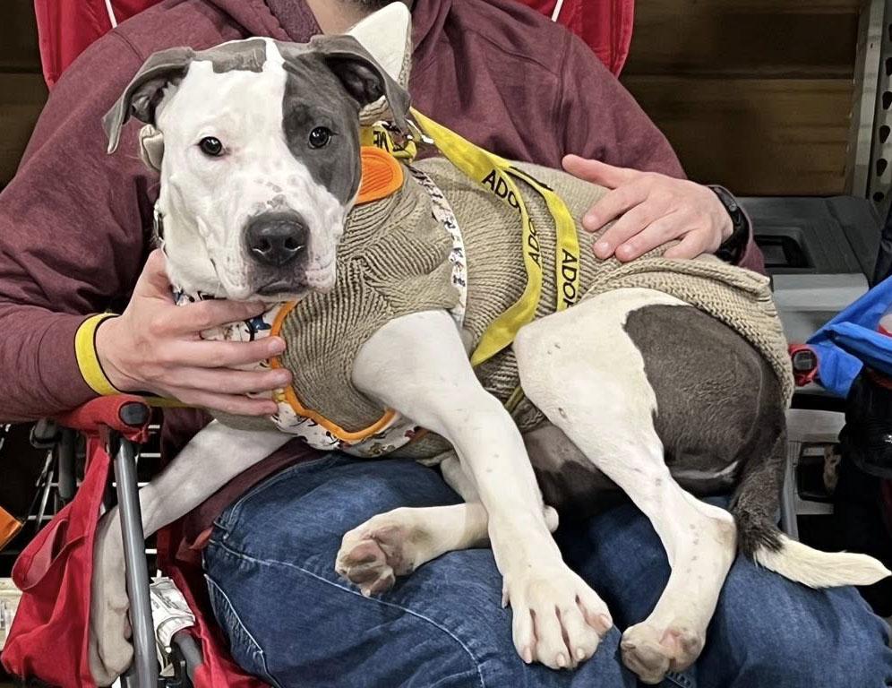 Peter (AO35269), a Adoptable mixed breed in Kansas City, KS image 2/6