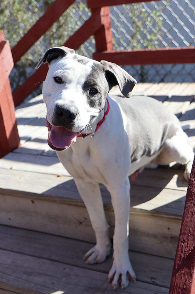 Enlarge Peter (AO35269), a Adoptable mixed breed in Kansas City, KS image 3/6