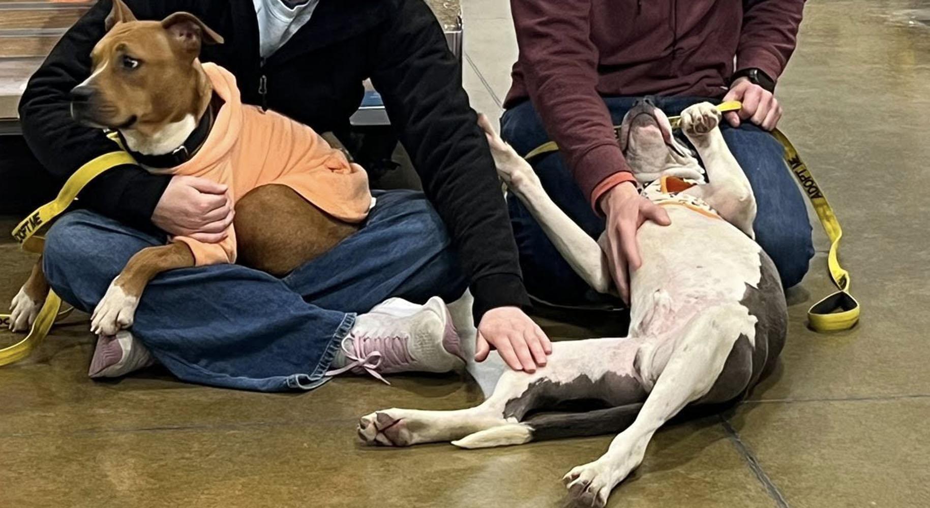 Peter (AO35269), a Adoptable mixed breed in Kansas City, KS image 3/6