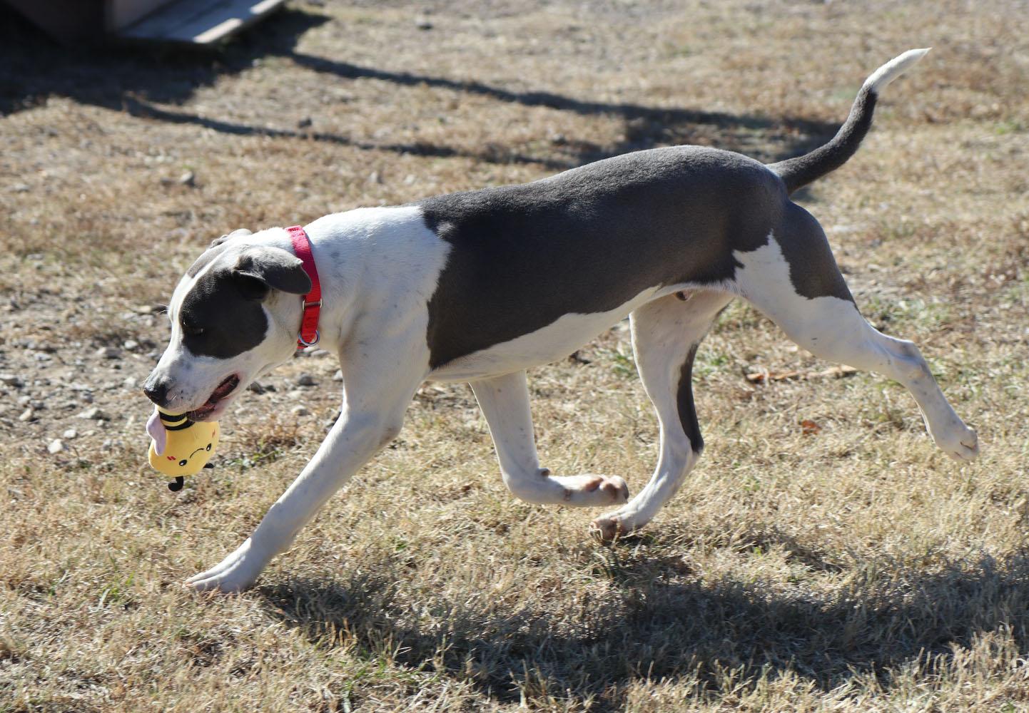Enlarge Peter (AO35269), a Adoptable mixed breed in Kansas City, KS image 6/6