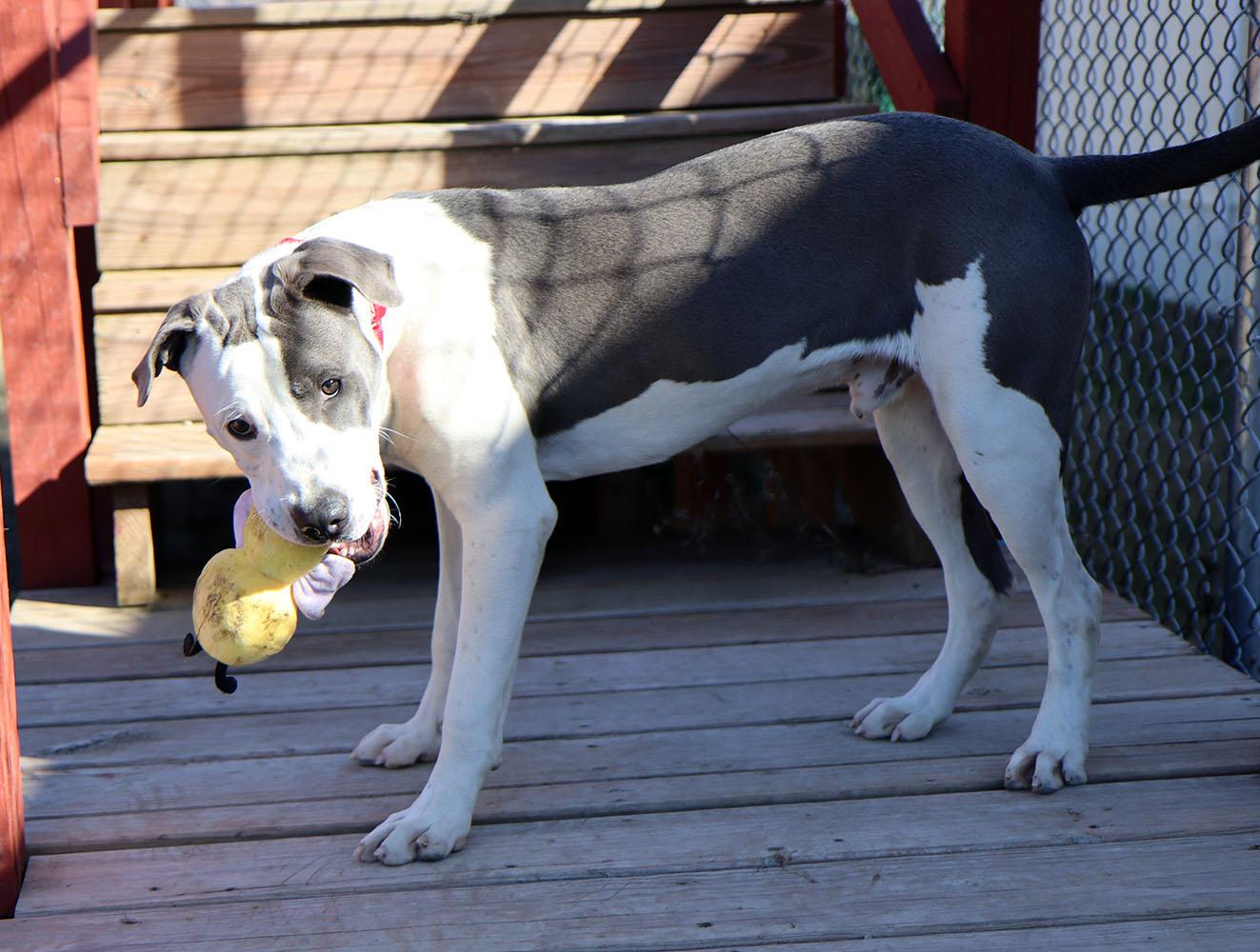 Enlarge Peter (AO35269), a Adoptable mixed breed in Kansas City, KS image 5/6