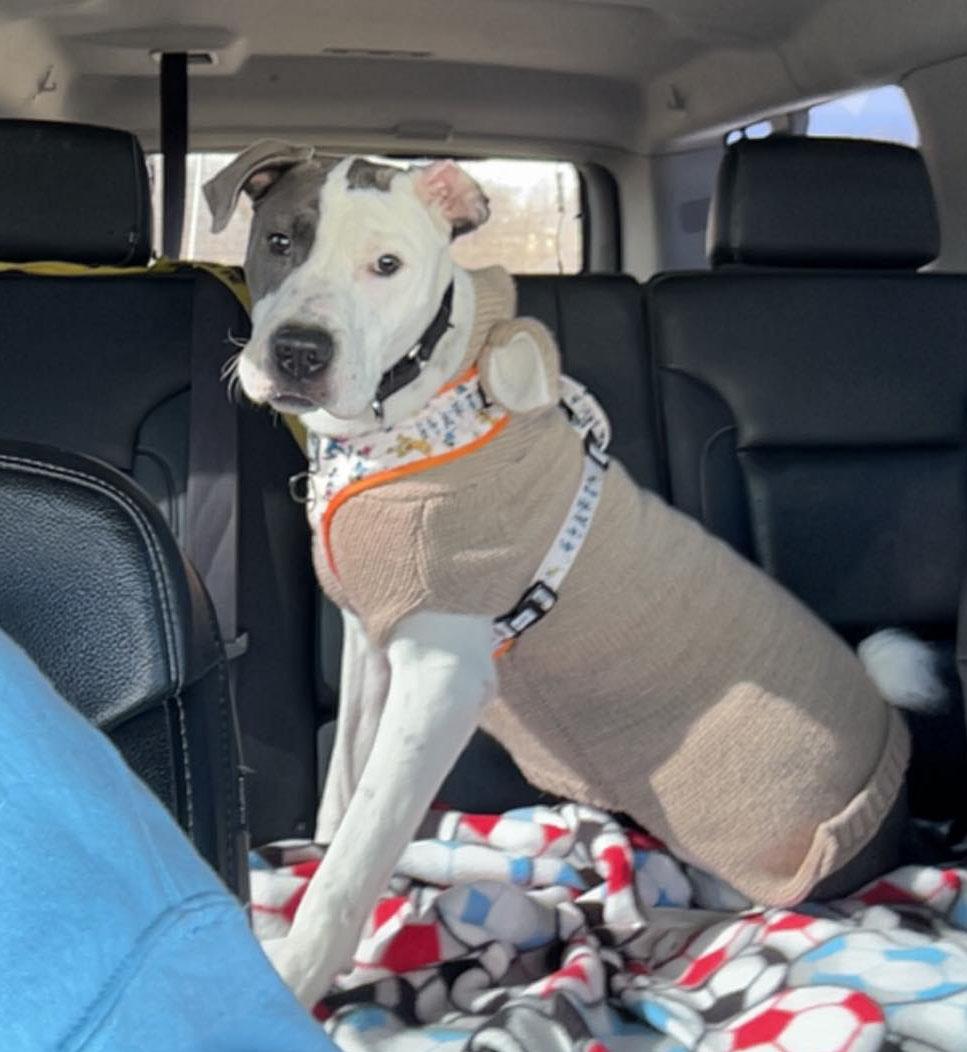 Peter (AO35269), a Adoptable mixed breed in Kansas City, KS image 4/6