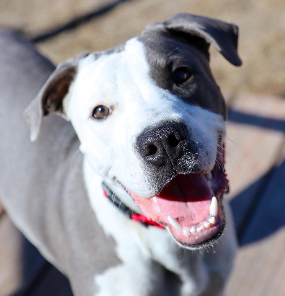 Enlarge Peter (AO35269), a Adoptable mixed breed in Kansas City, KS image 1/6