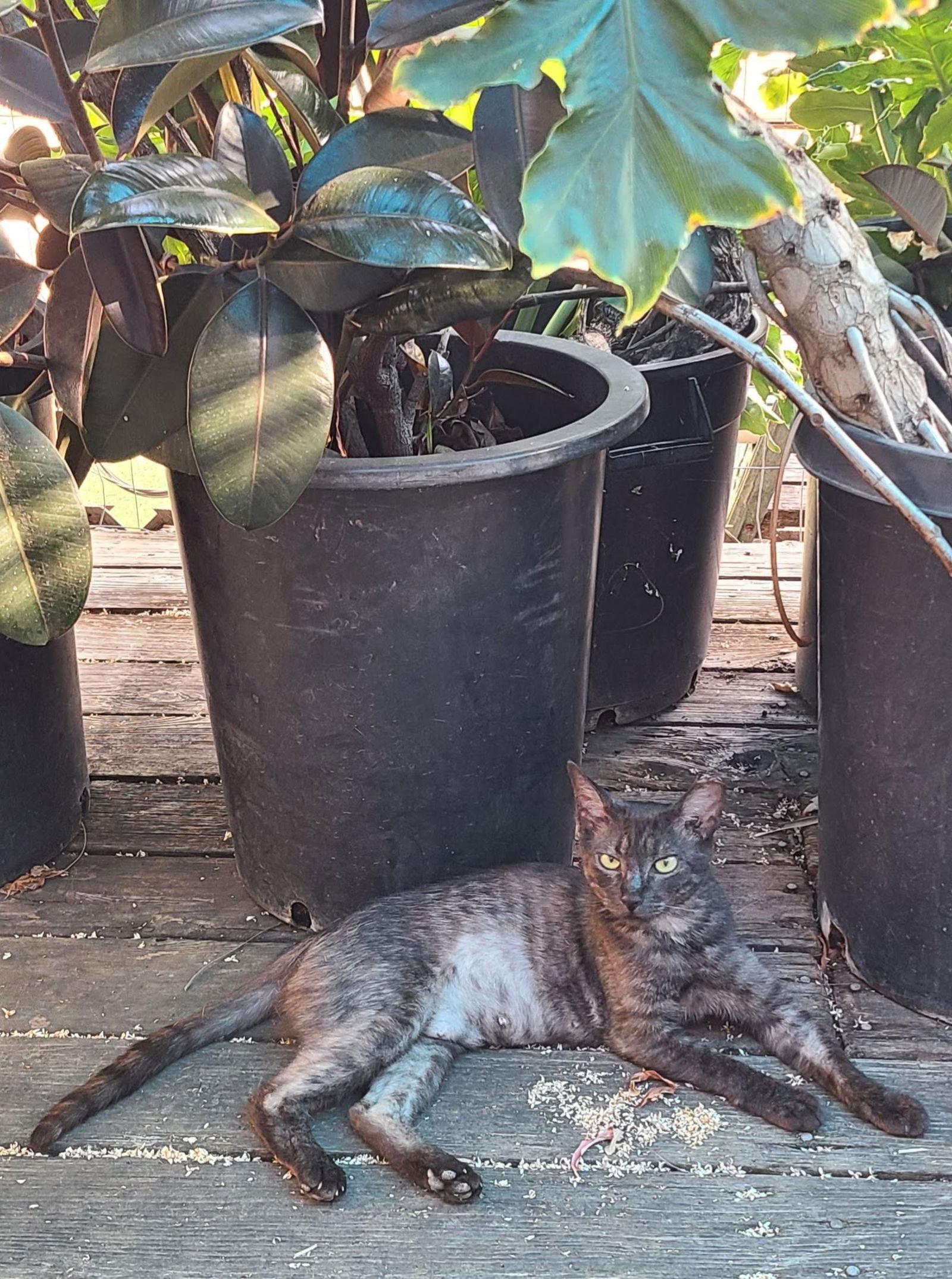 Enlarge Misty, a Adopted Domestic Short Hair in Woodland, CA image 1/3