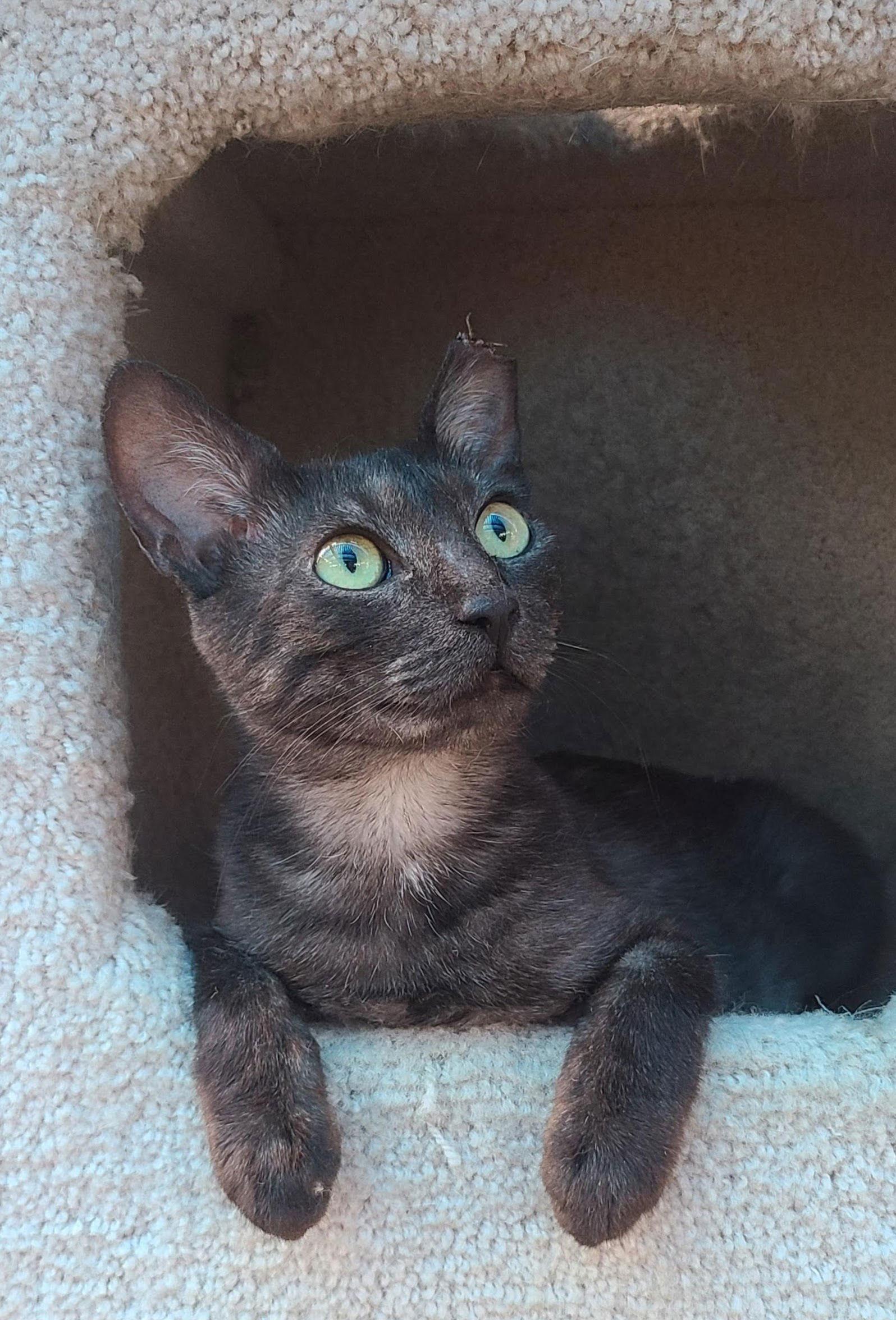 Enlarge Misty, a Adopted Domestic Short Hair in Woodland, CA image 2/3