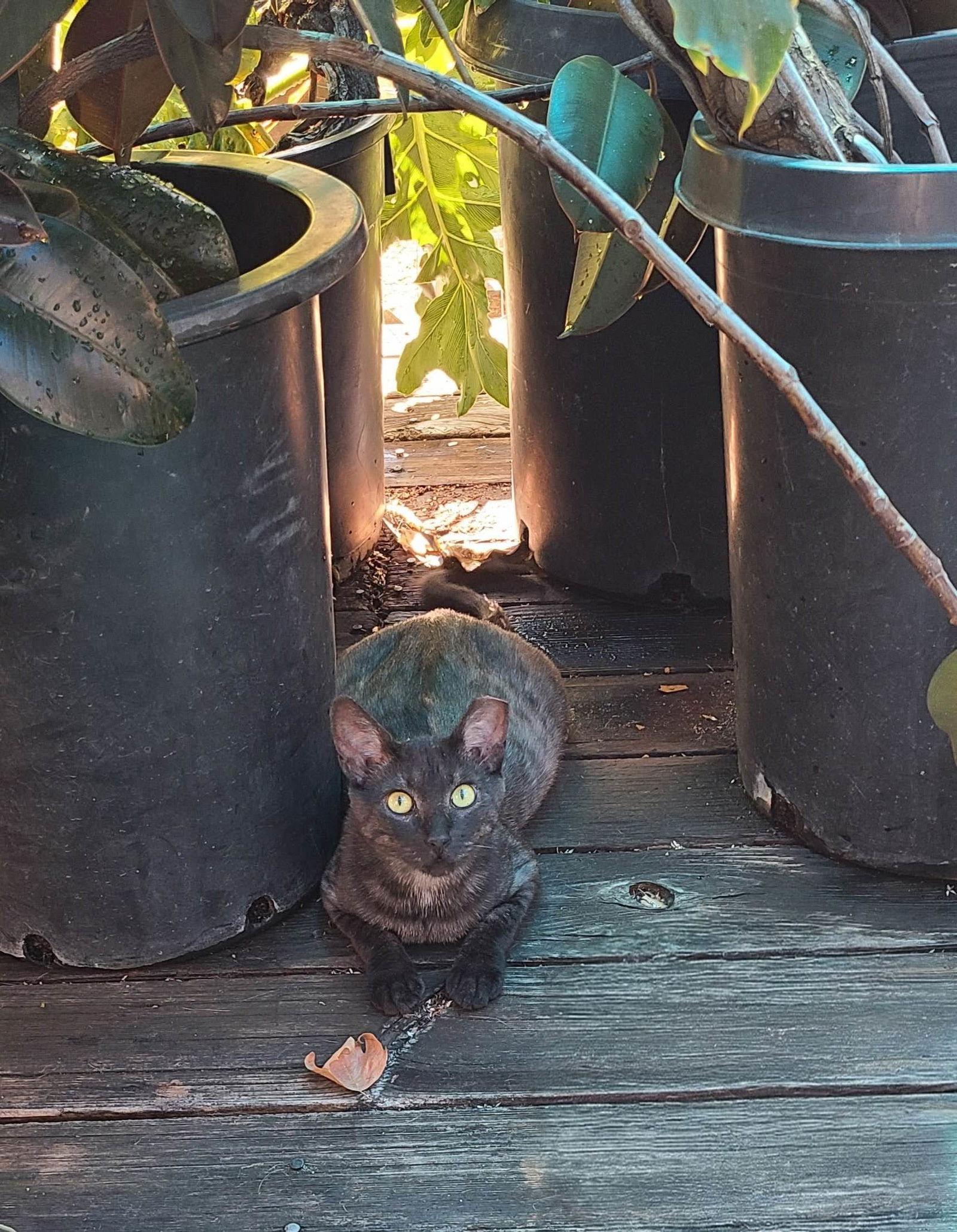 Enlarge Misty, a Adopted Domestic Short Hair in Woodland, CA image 3/3