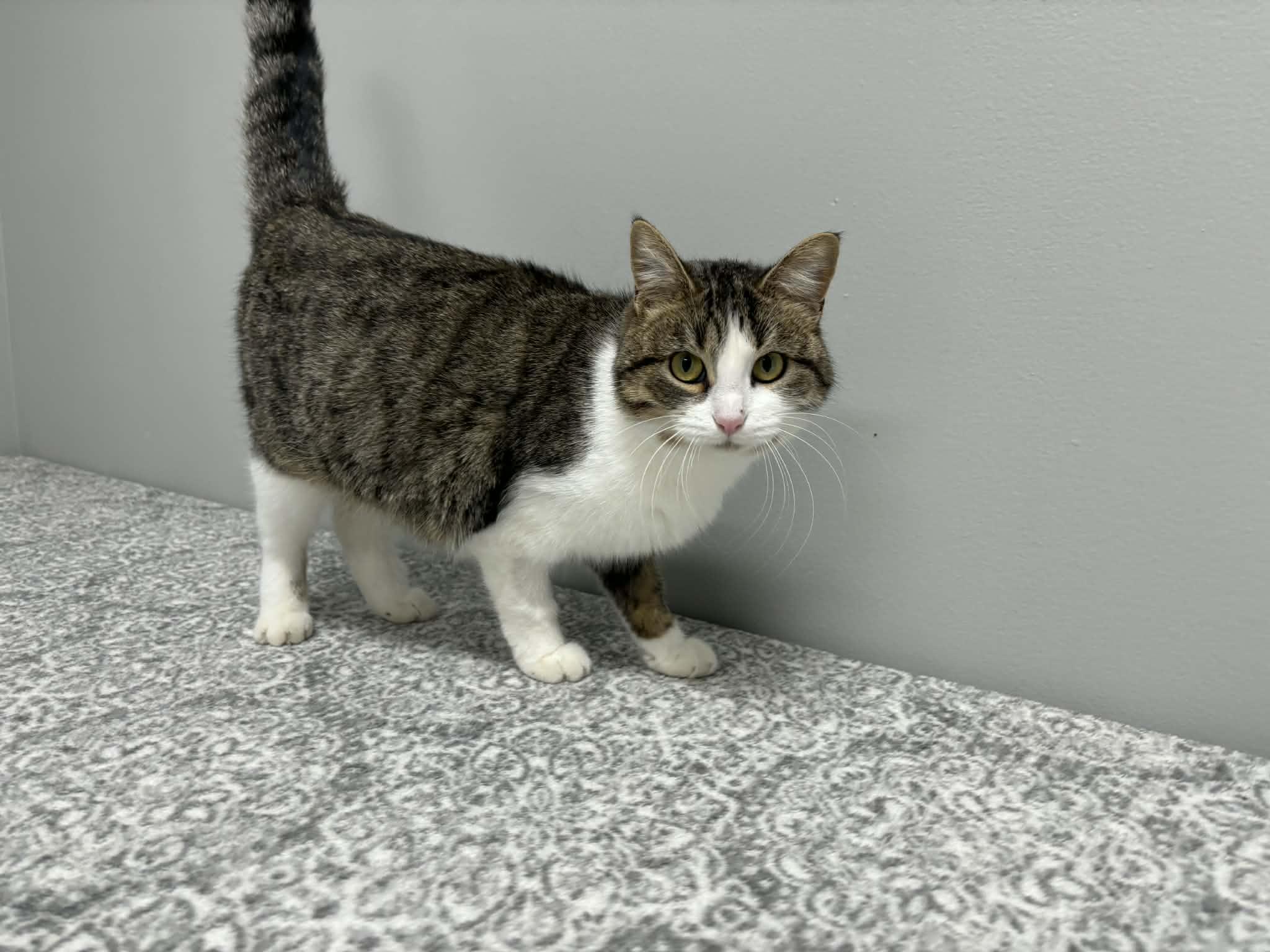 Toyota, a Adoptable Domestic Short Hair in Frankfort, IN image 1/6