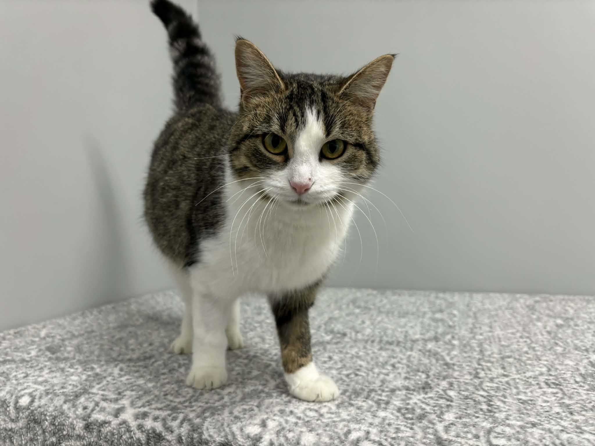 Toyota, a Adoptable Domestic Short Hair in Frankfort, IN image 2/6