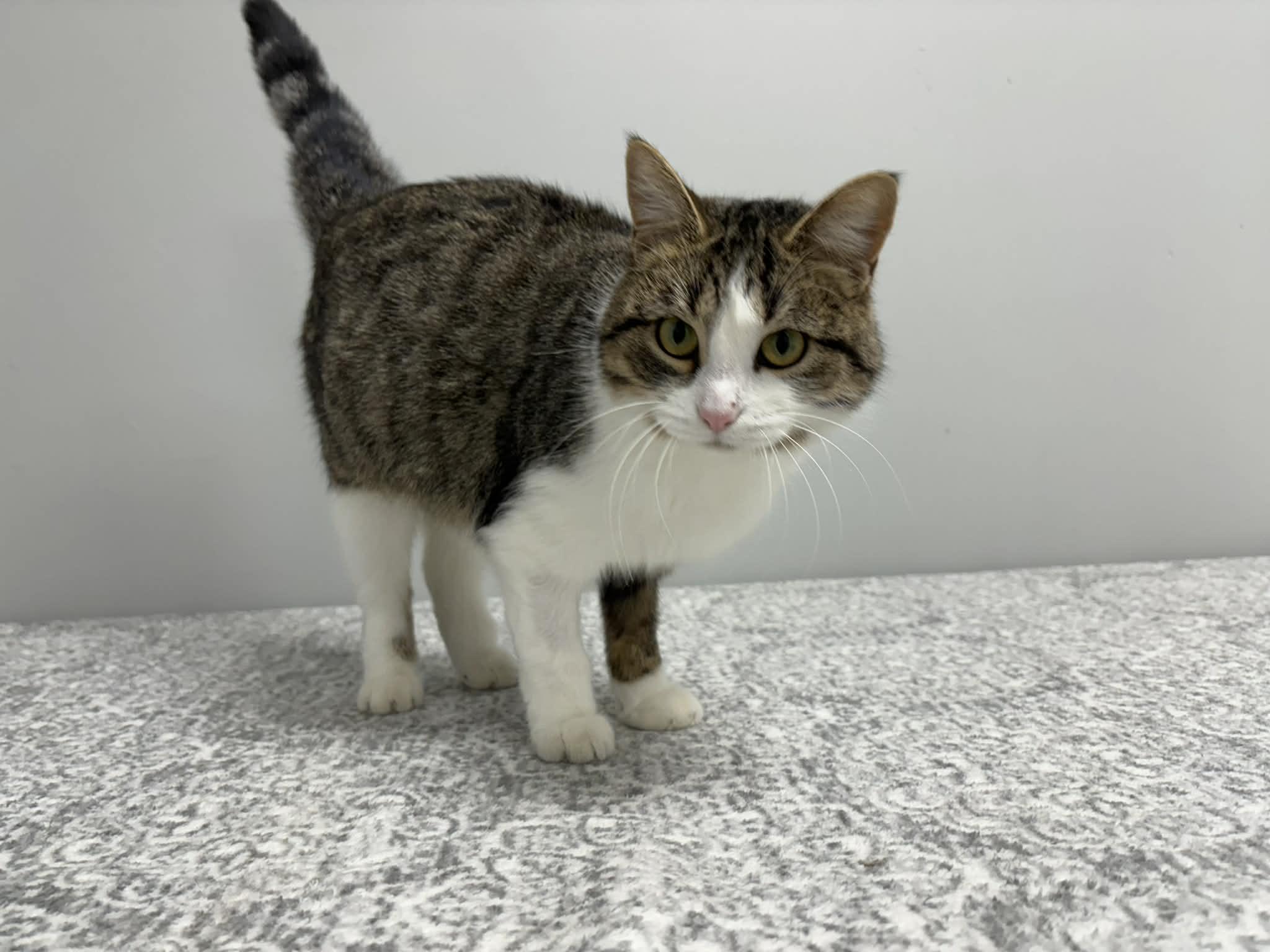 Toyota, a Adoptable Domestic Short Hair in Frankfort, IN image 3/6