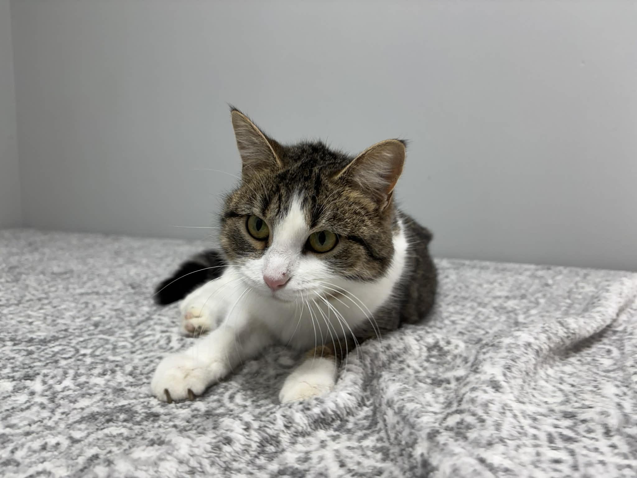 Toyota, a Adoptable Domestic Short Hair in Frankfort, IN image 4/6