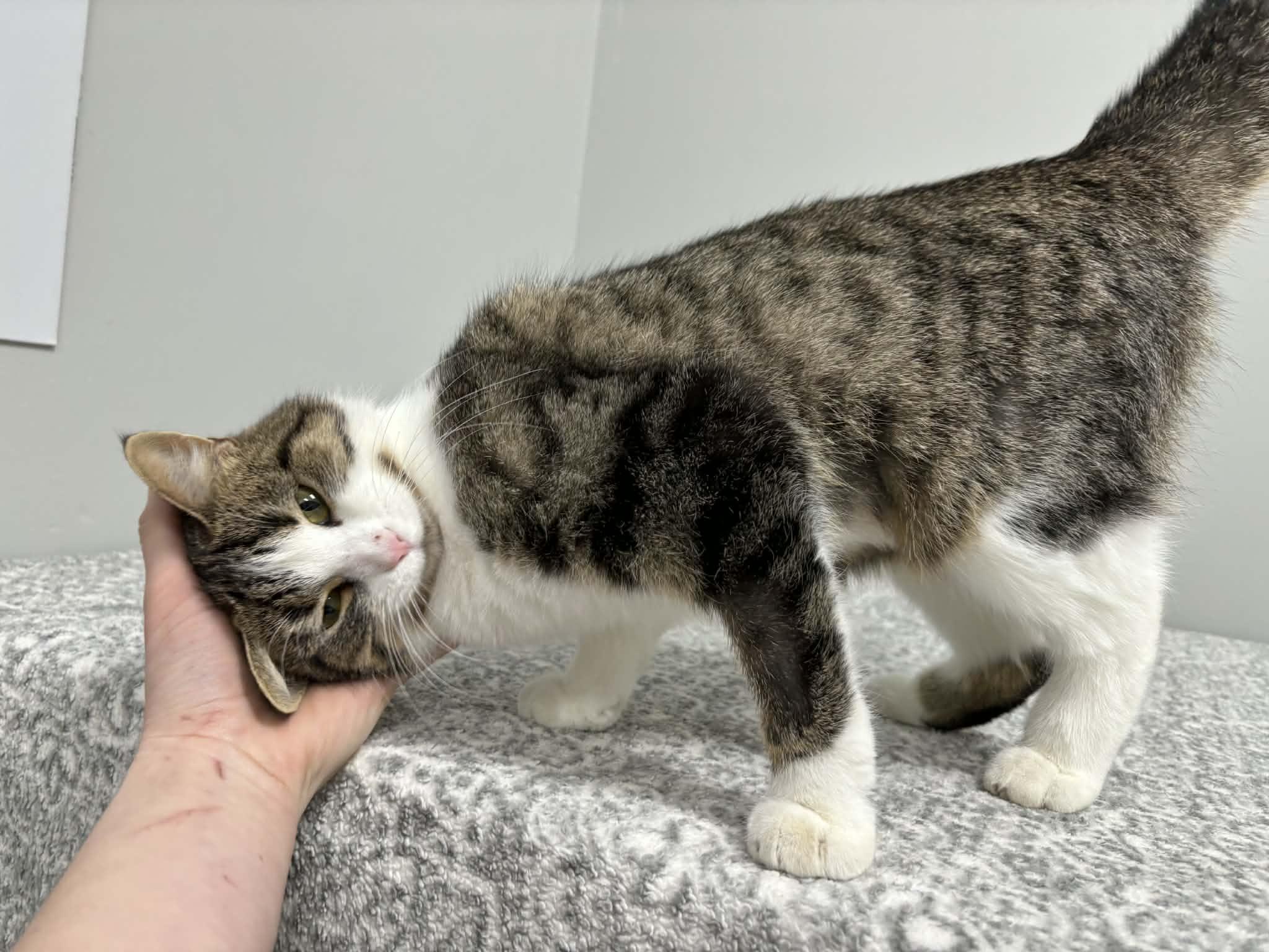 Toyota, a Adoptable Domestic Short Hair in Frankfort, IN image 5/6