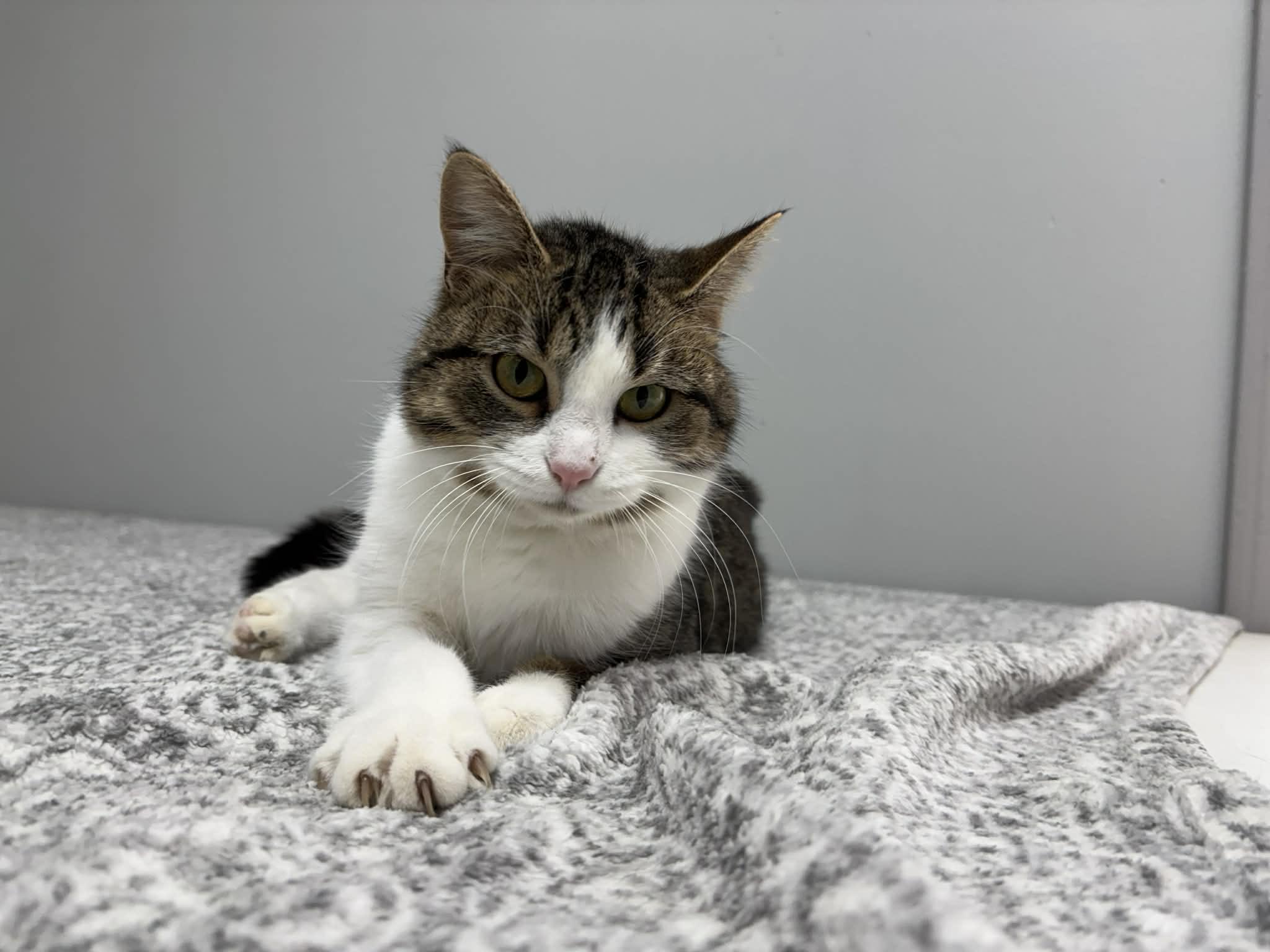 Toyota, a Adoptable Domestic Short Hair in Frankfort, IN image 6/6