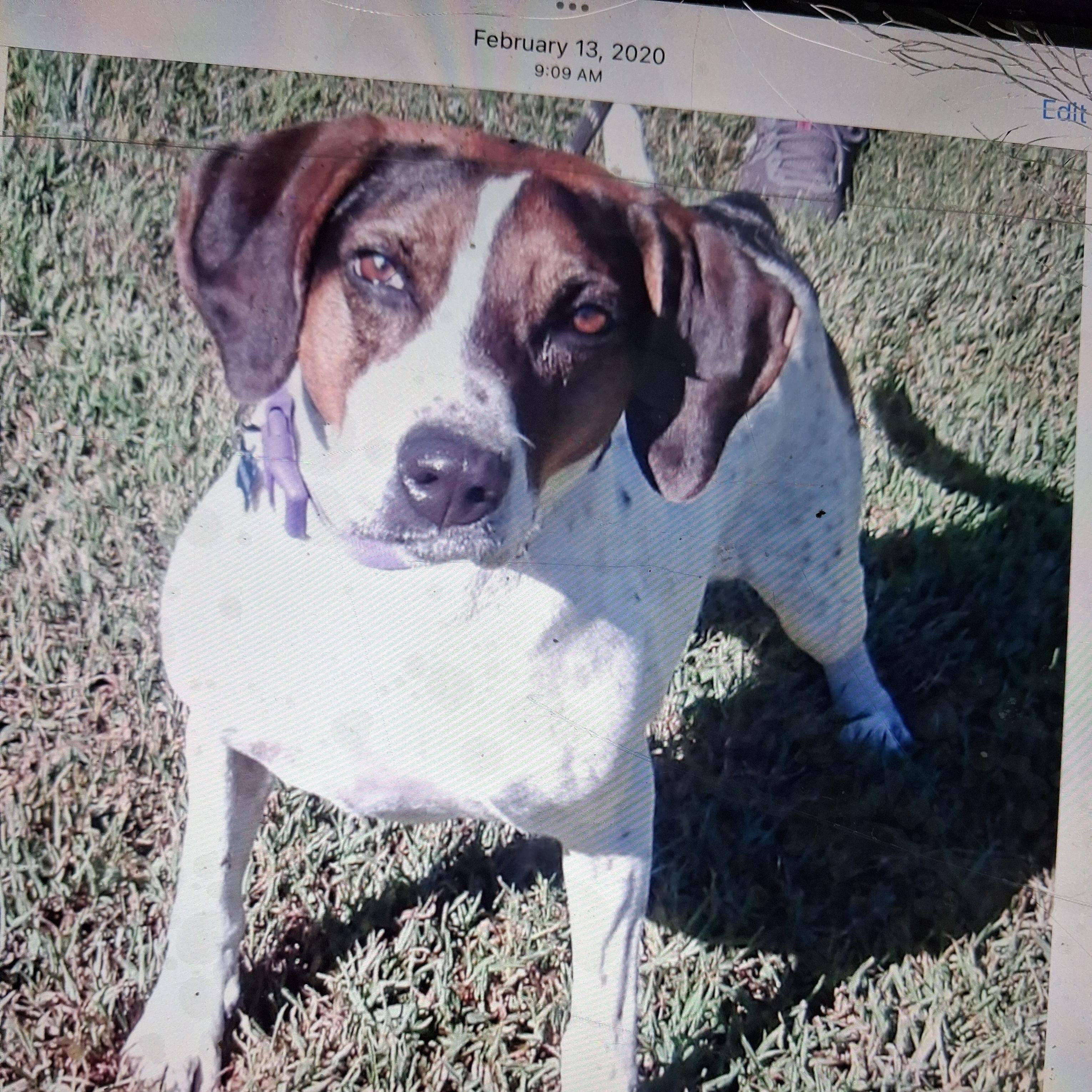Enlarge Magnolia, a Adoptable Mixed Breed in Gloucester, VA image 2/6
