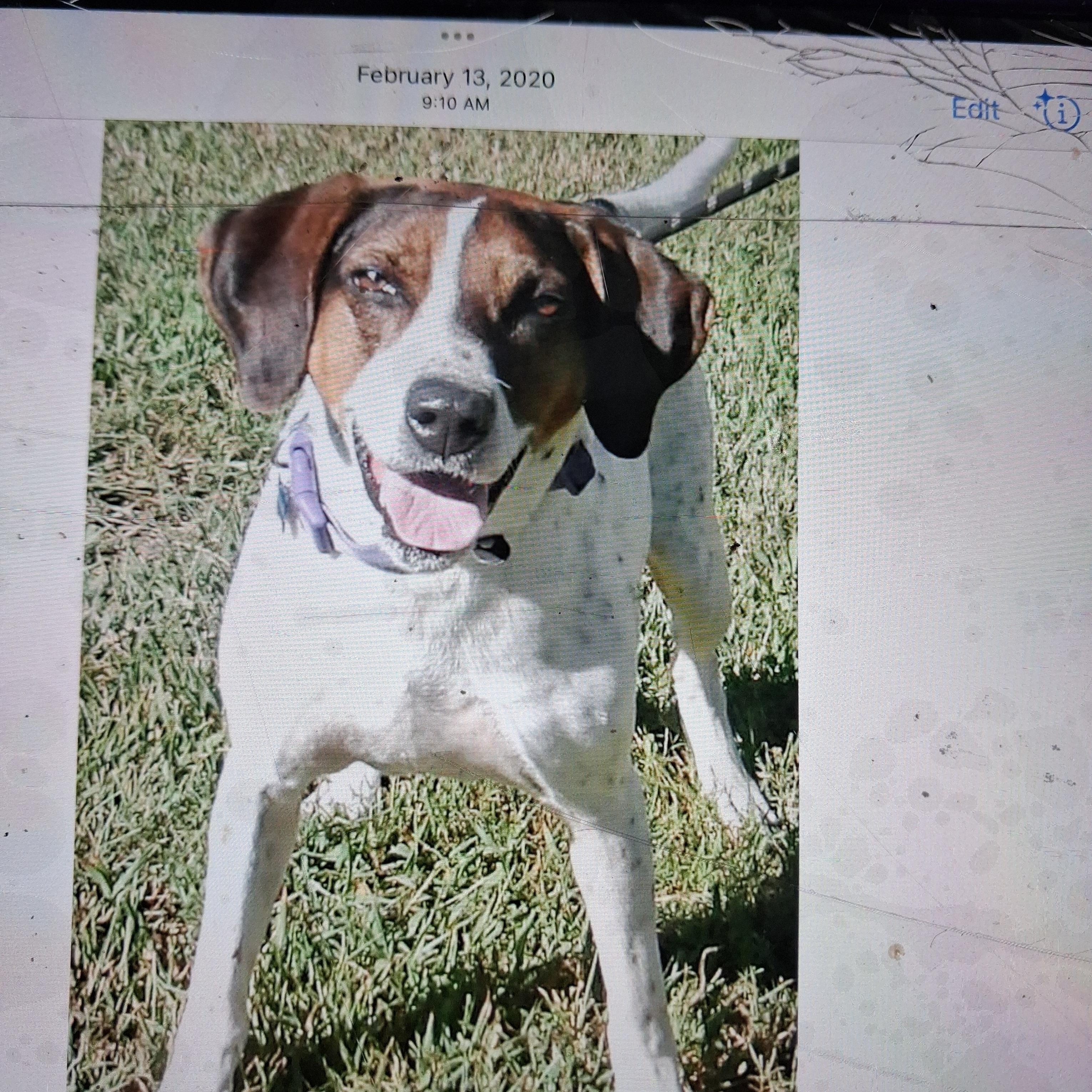 Magnolia, Adoptable, Young Female Mixed Breed.